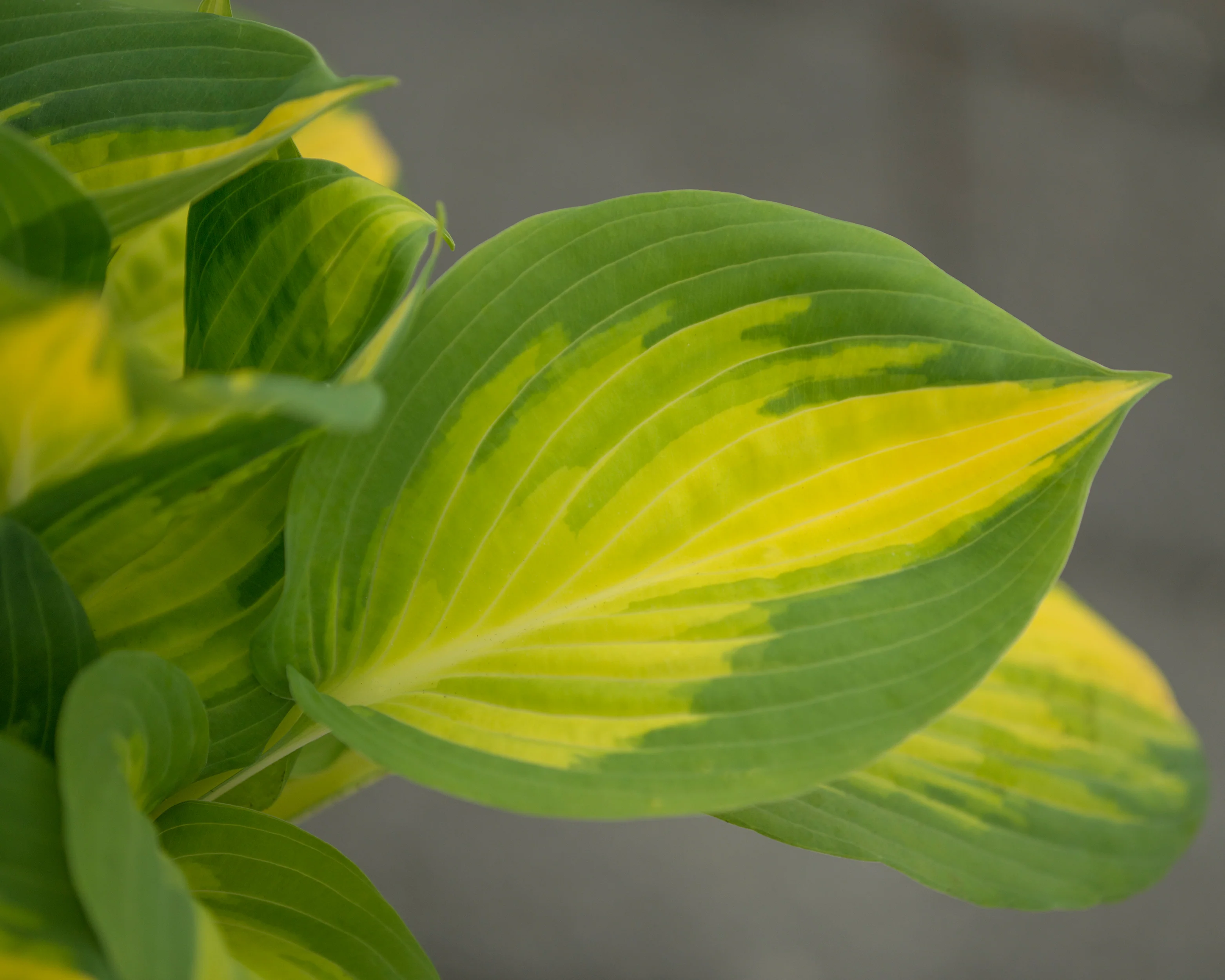 Hosta 'Forbidden Fruit' - Image 4
