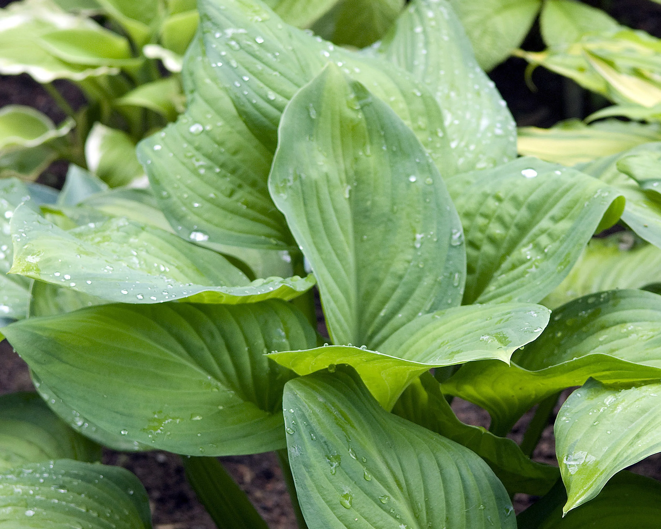 Hosta 'Guacamole' - Image 2