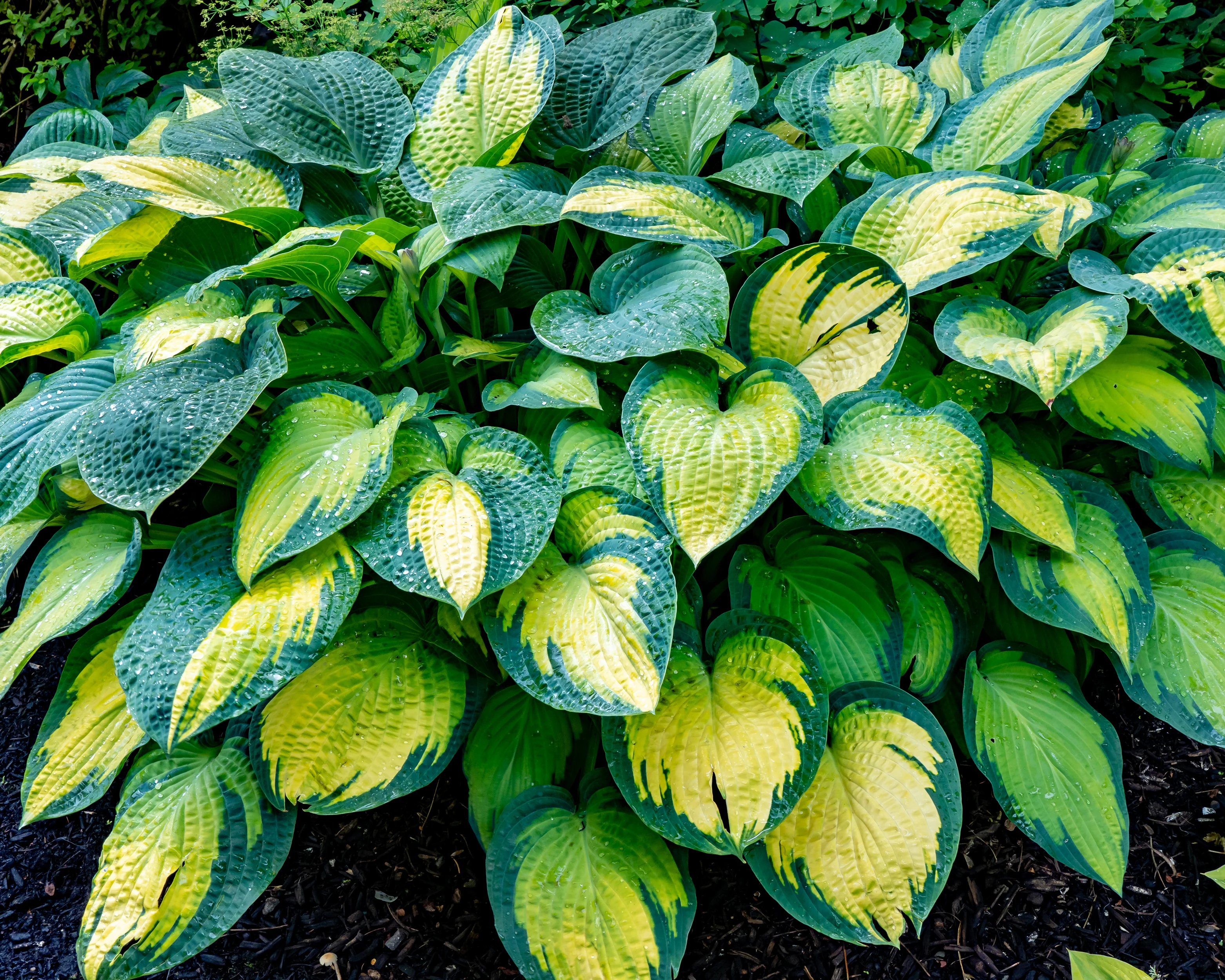 Hosta 'Paul's Glory' - Image 5