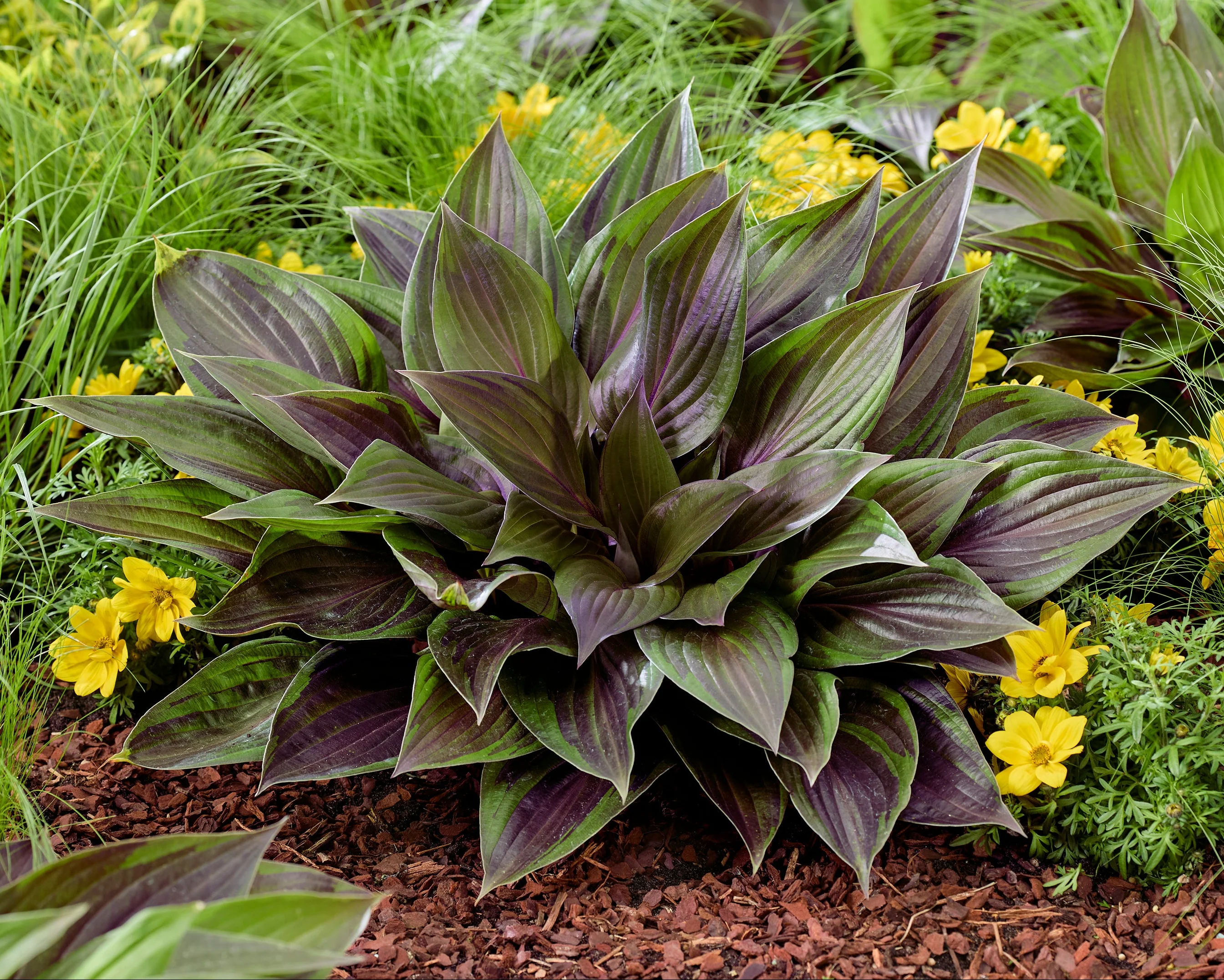 Hosta 'Red Ninja' - Image 2