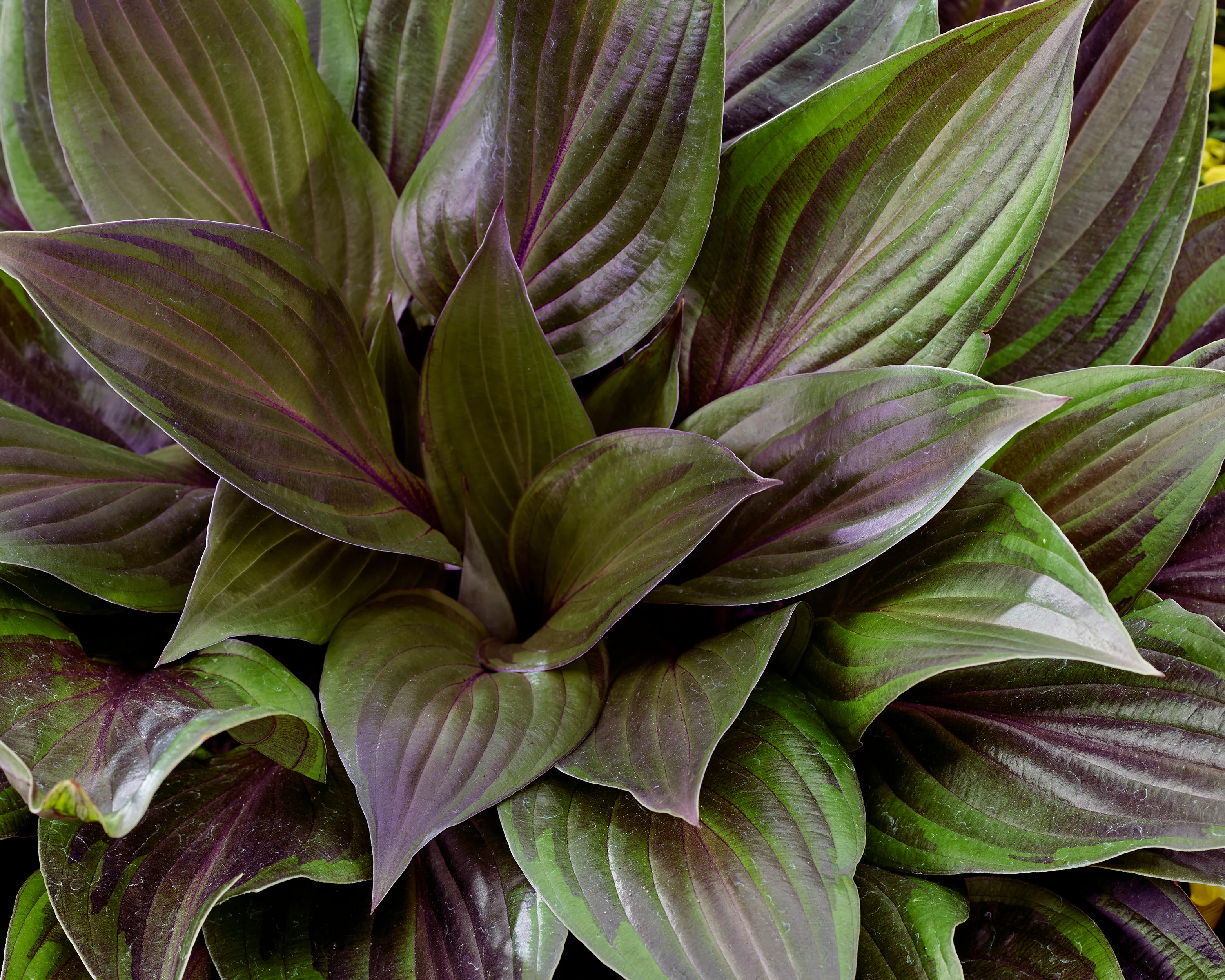 Hosta 'Red Ninja' - Image 3