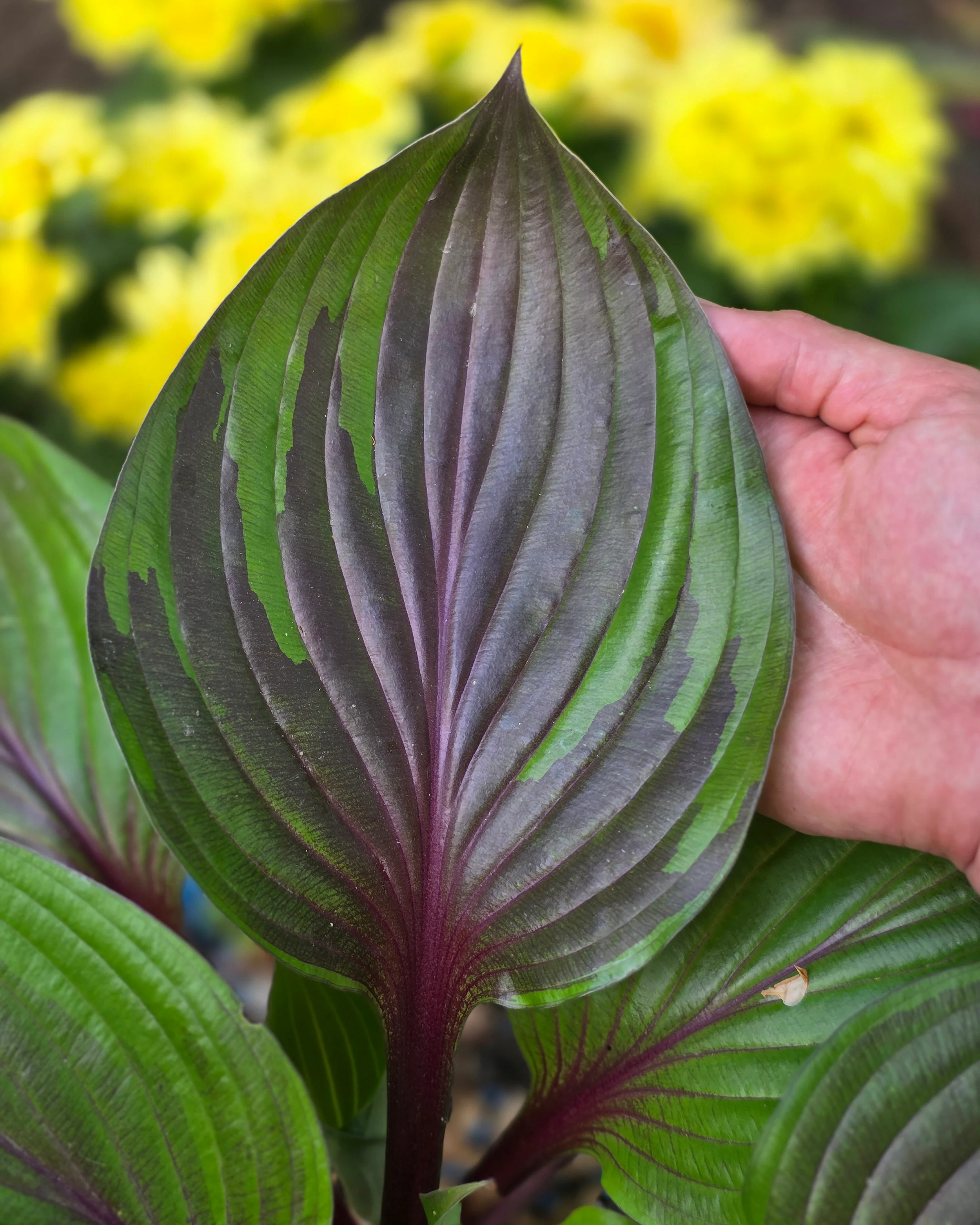 Hosta 'Red Ninja' - Image 5