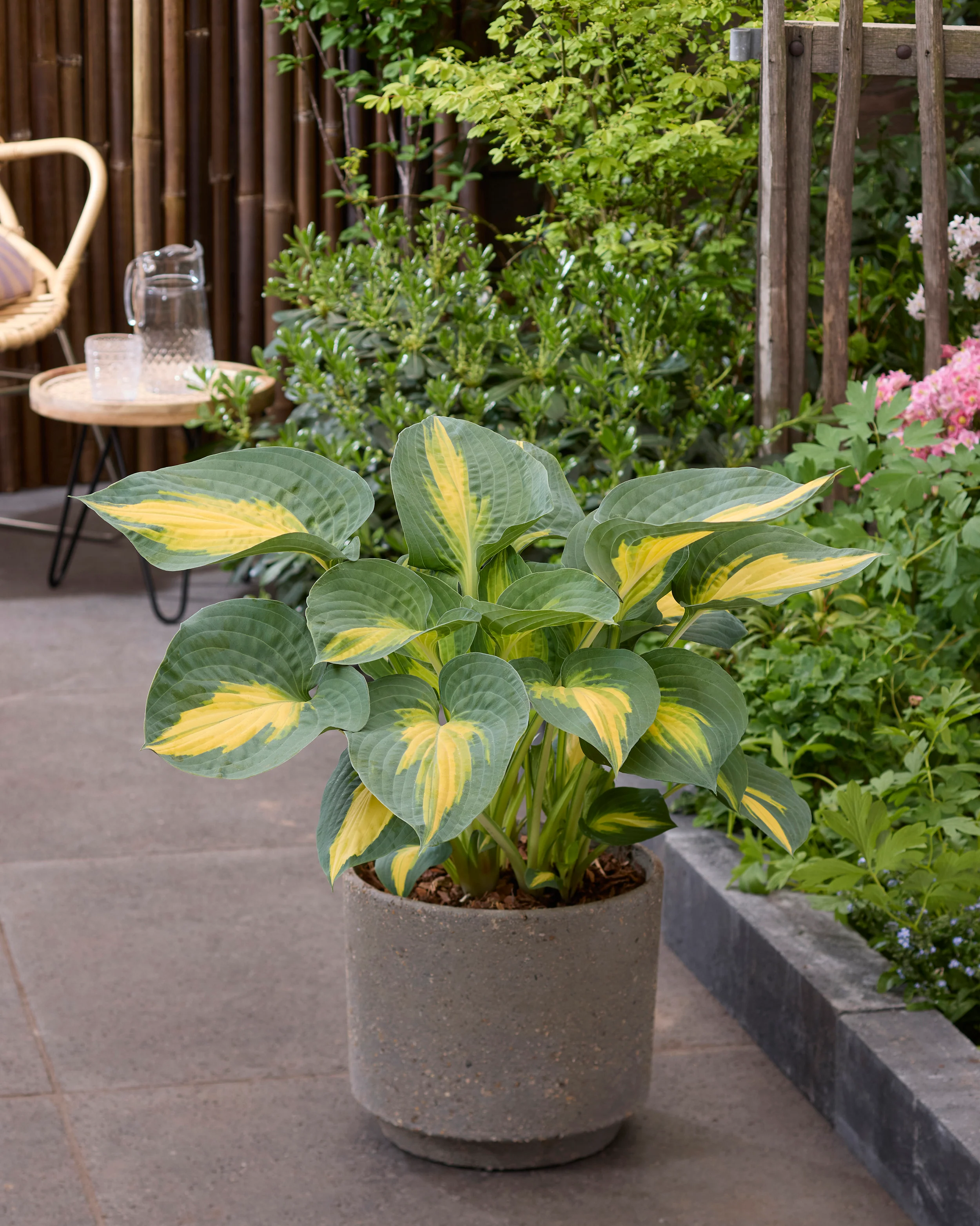 Hosta 'Smash Hit' - Image 3