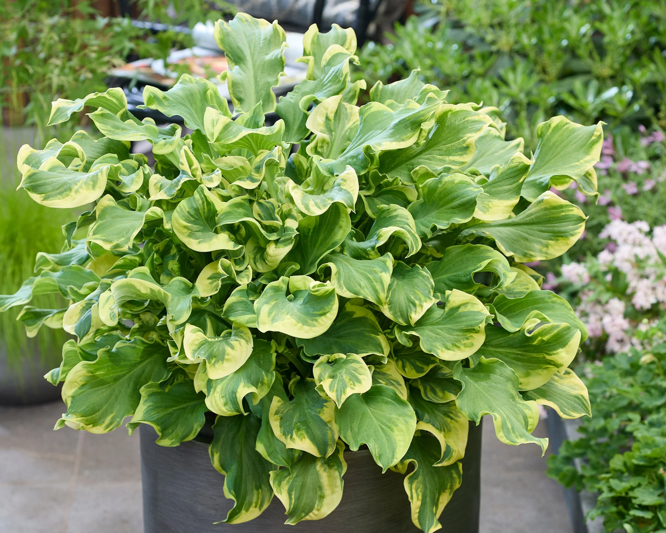 Hosta 'Wheee!' - Image 2