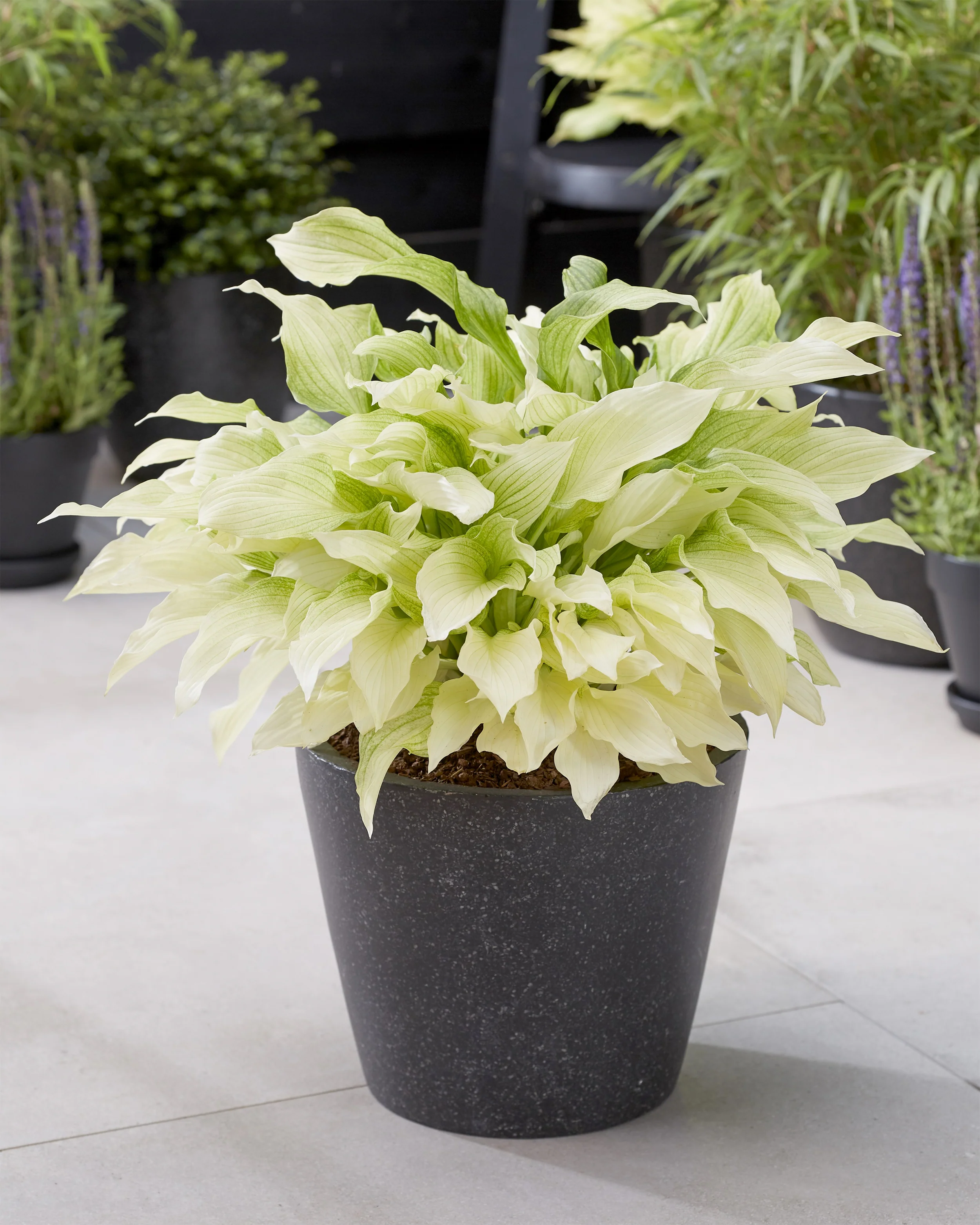 Hosta 'White Feather' - Image 4