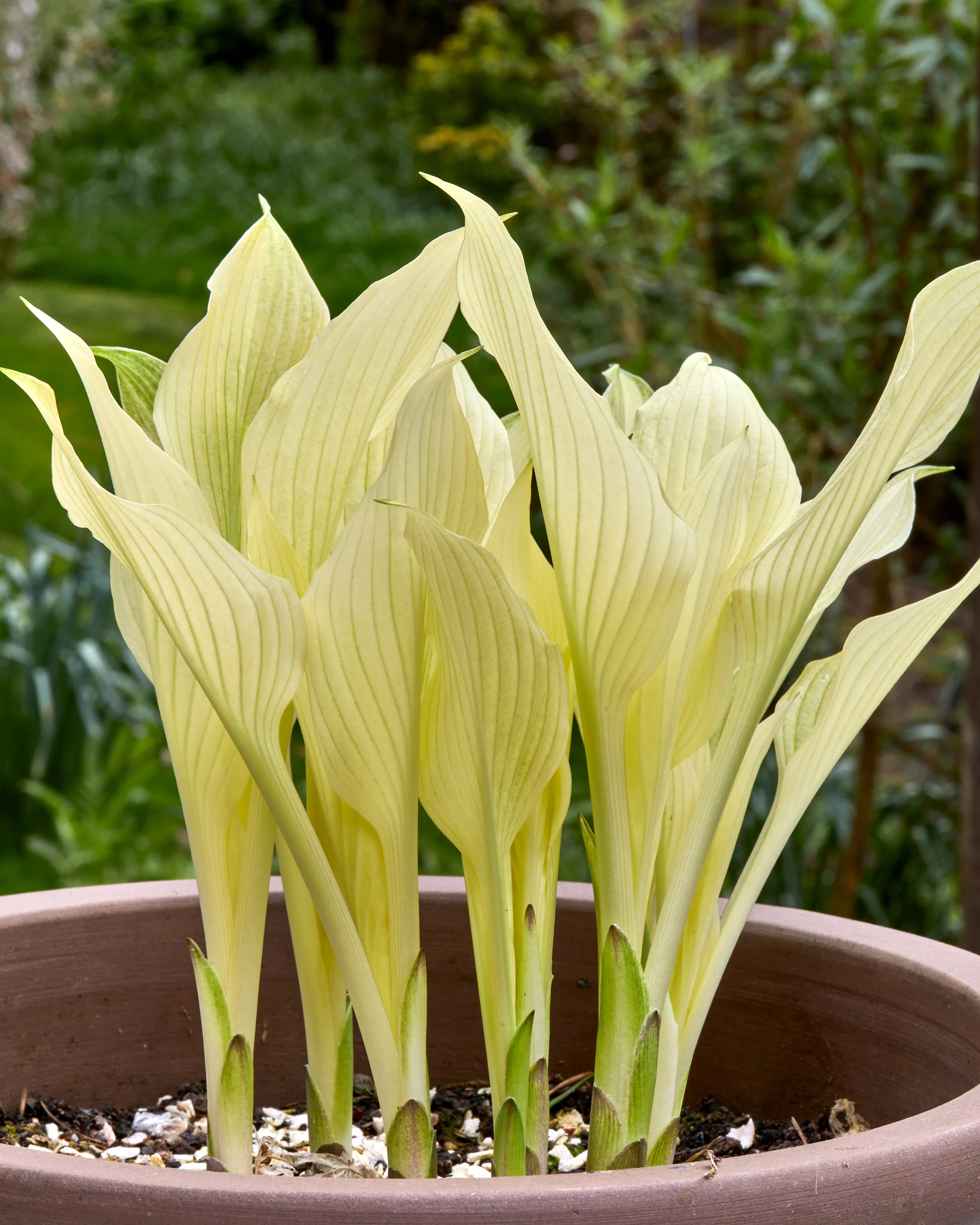 Hosta 'White Feather' - Image 5