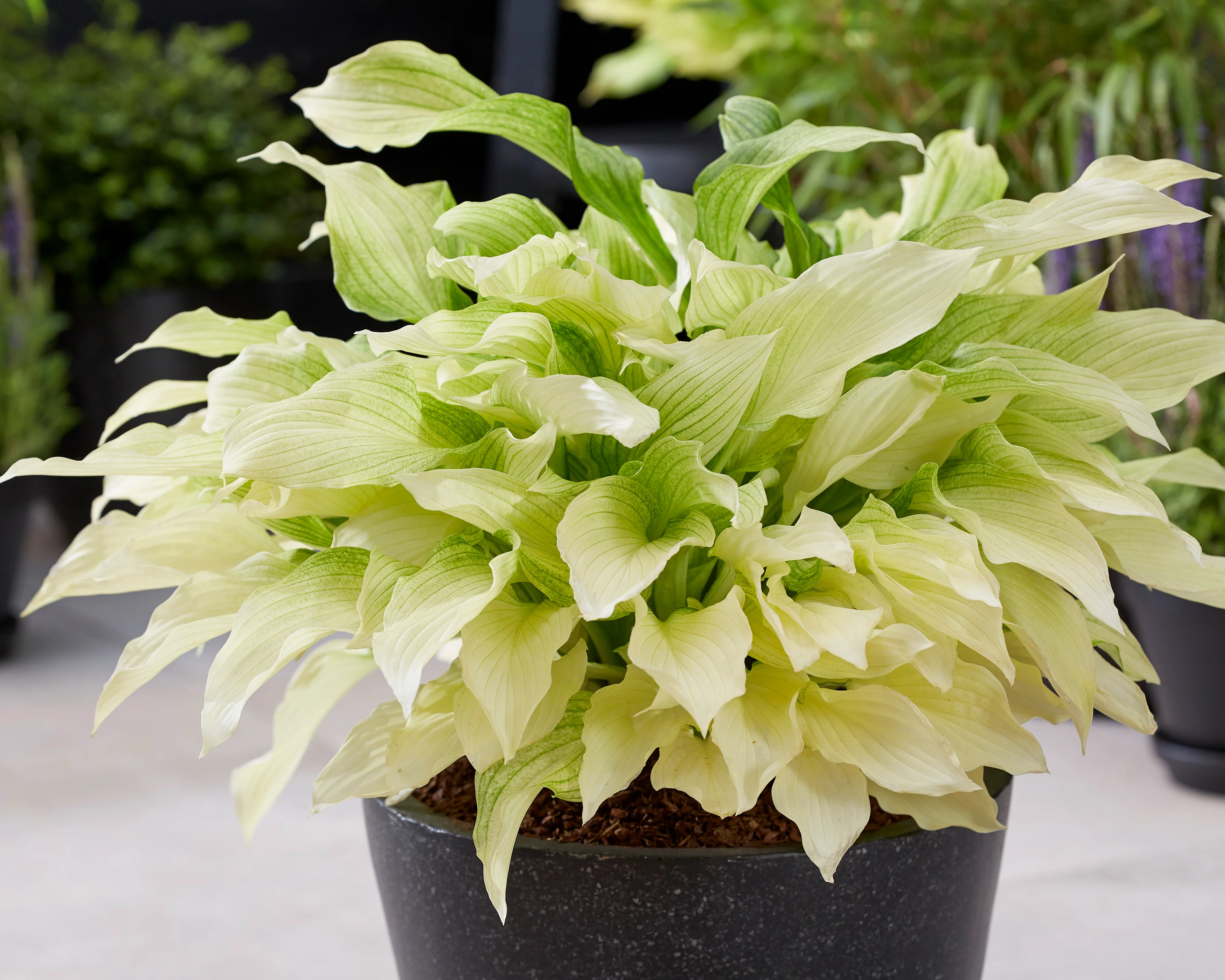 Hosta 'White Feather' - Image 6