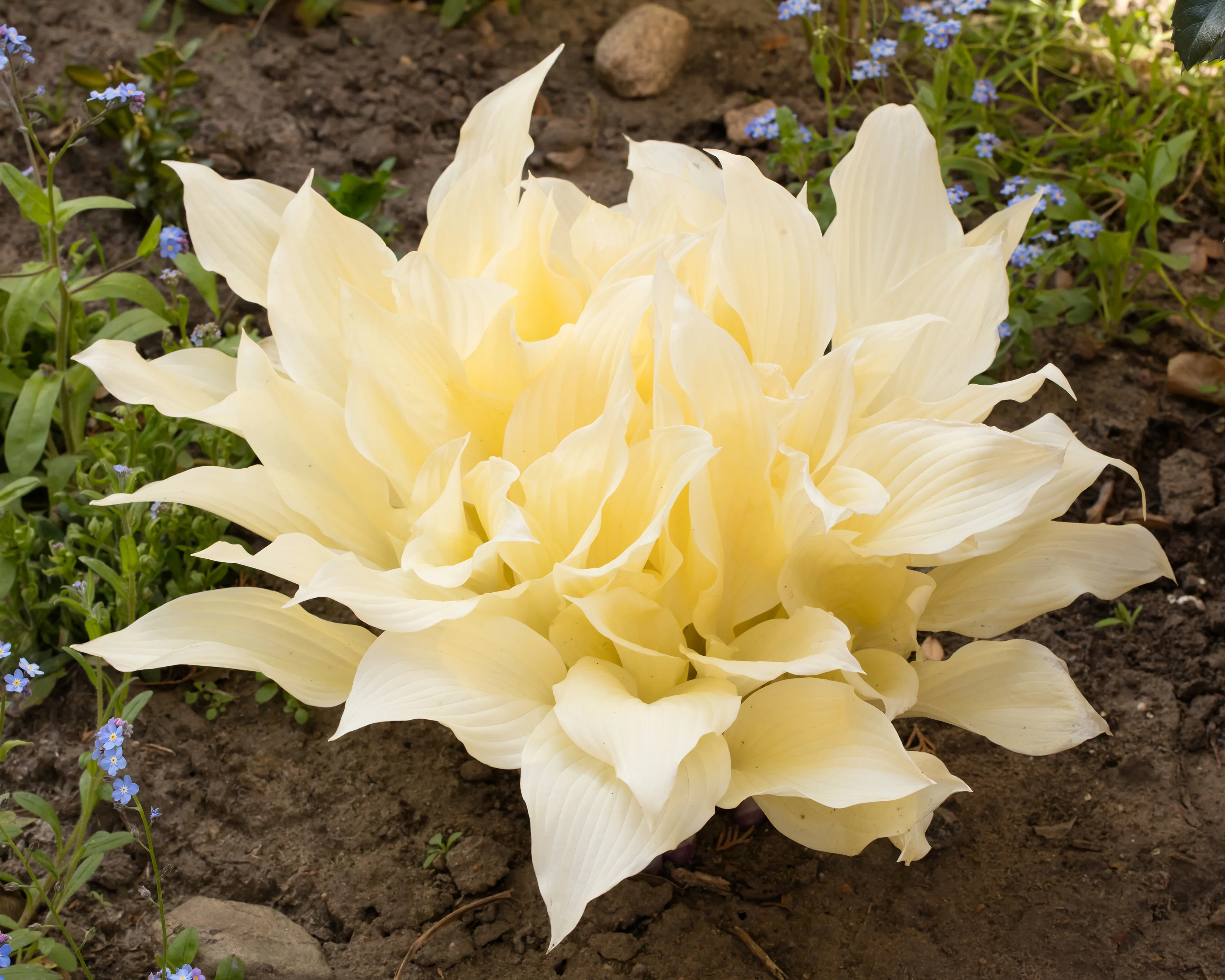 Hosta 'White Feather' - Image 8
