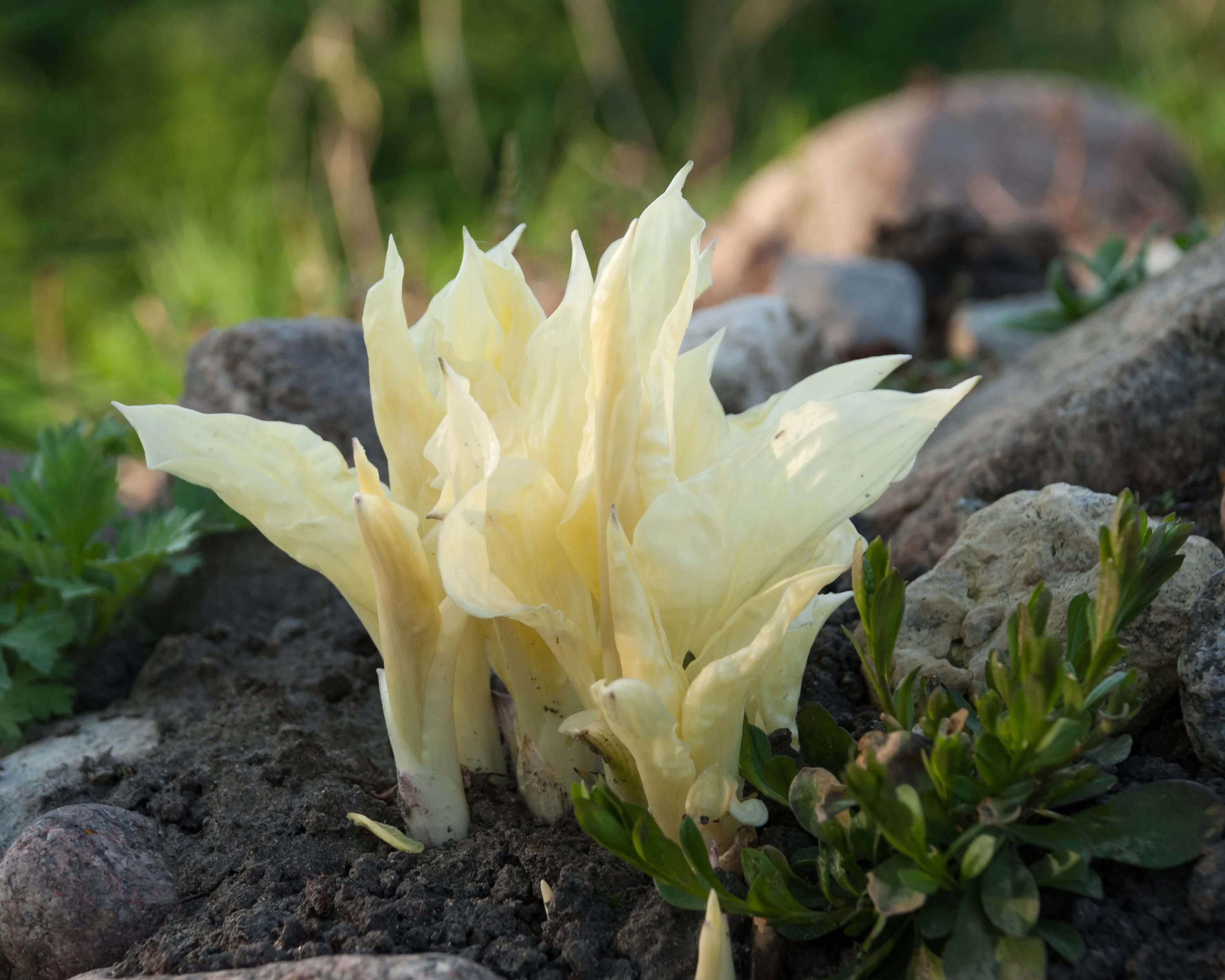 Hosta 'White Feather' - Image 9