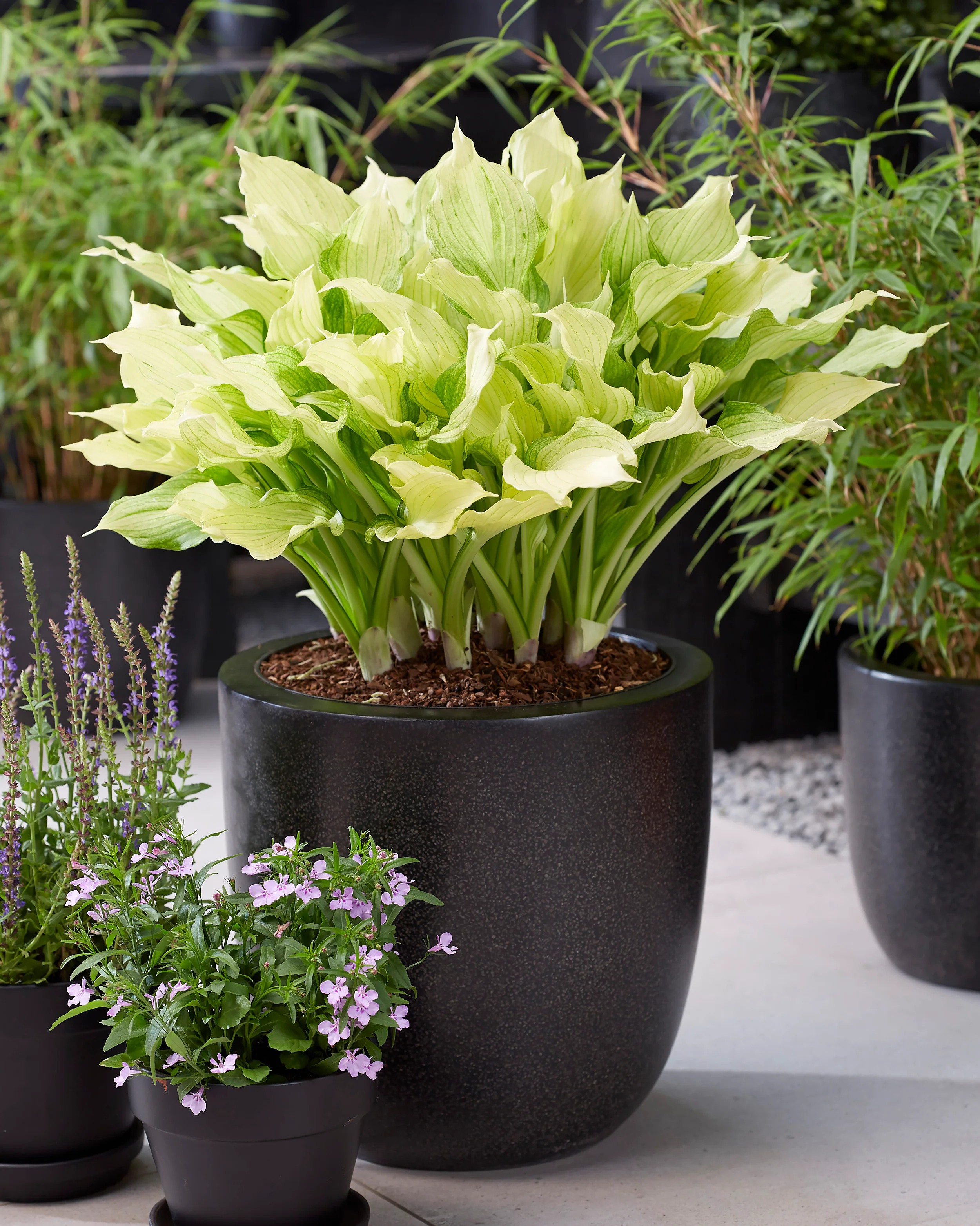 Hosta 'White Feather XXL' - Image 4