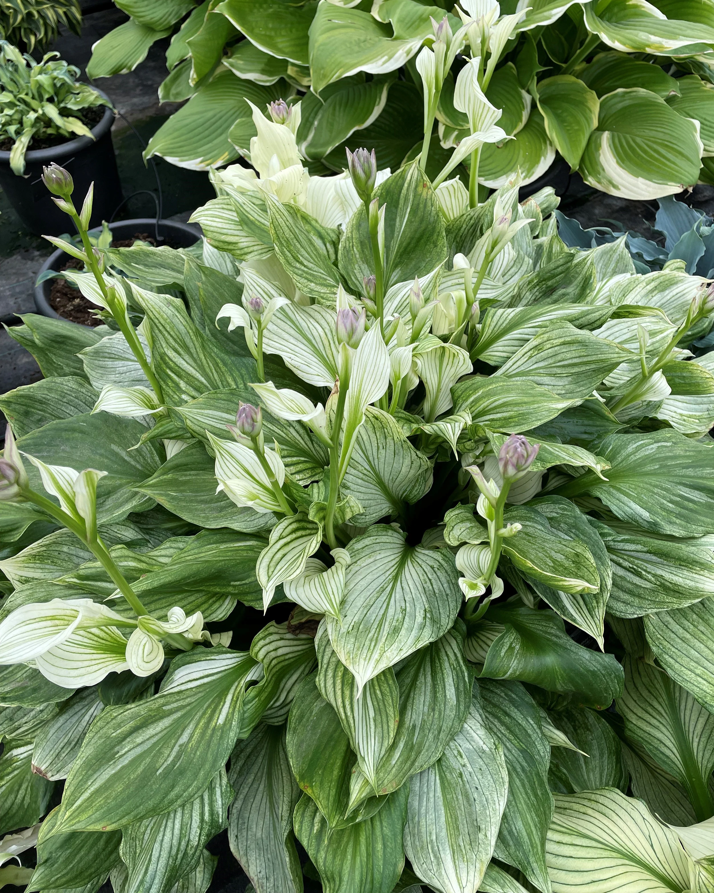 Hosta 'Zebra Stripes' - Image 2