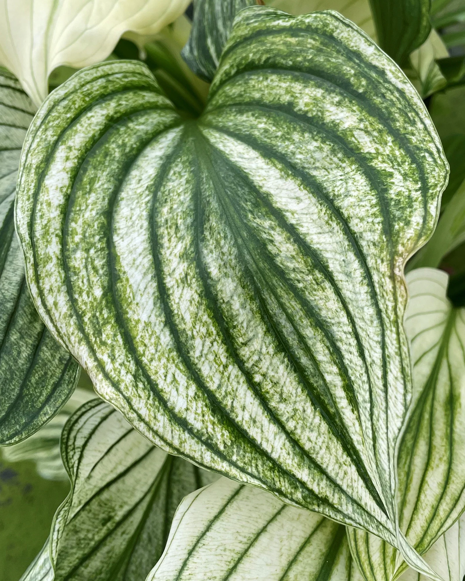 Hosta 'Zebra Stripes' - Image 4