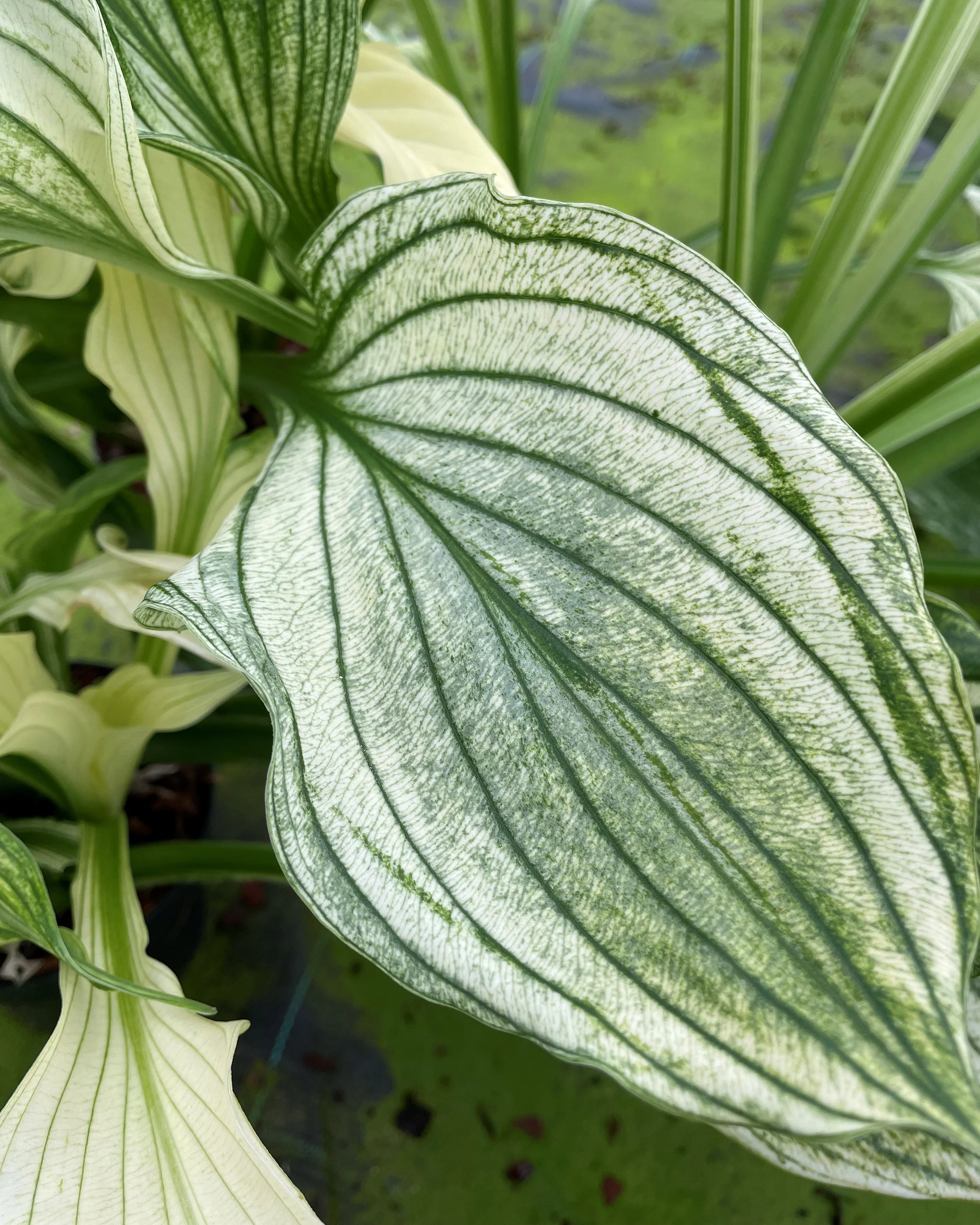 Hosta 'Zebra Stripes' - Image 6