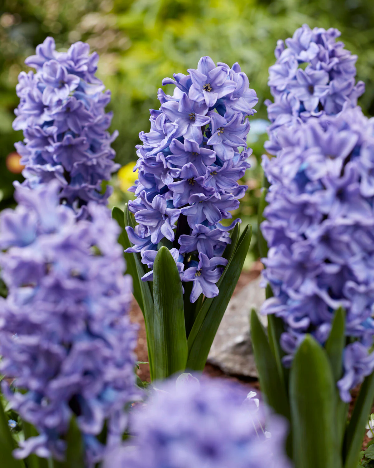Hyacinth 'All Stars'