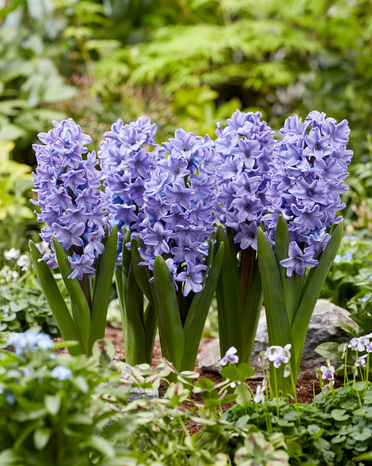 Hyacinth 'All Stars' - Image 3