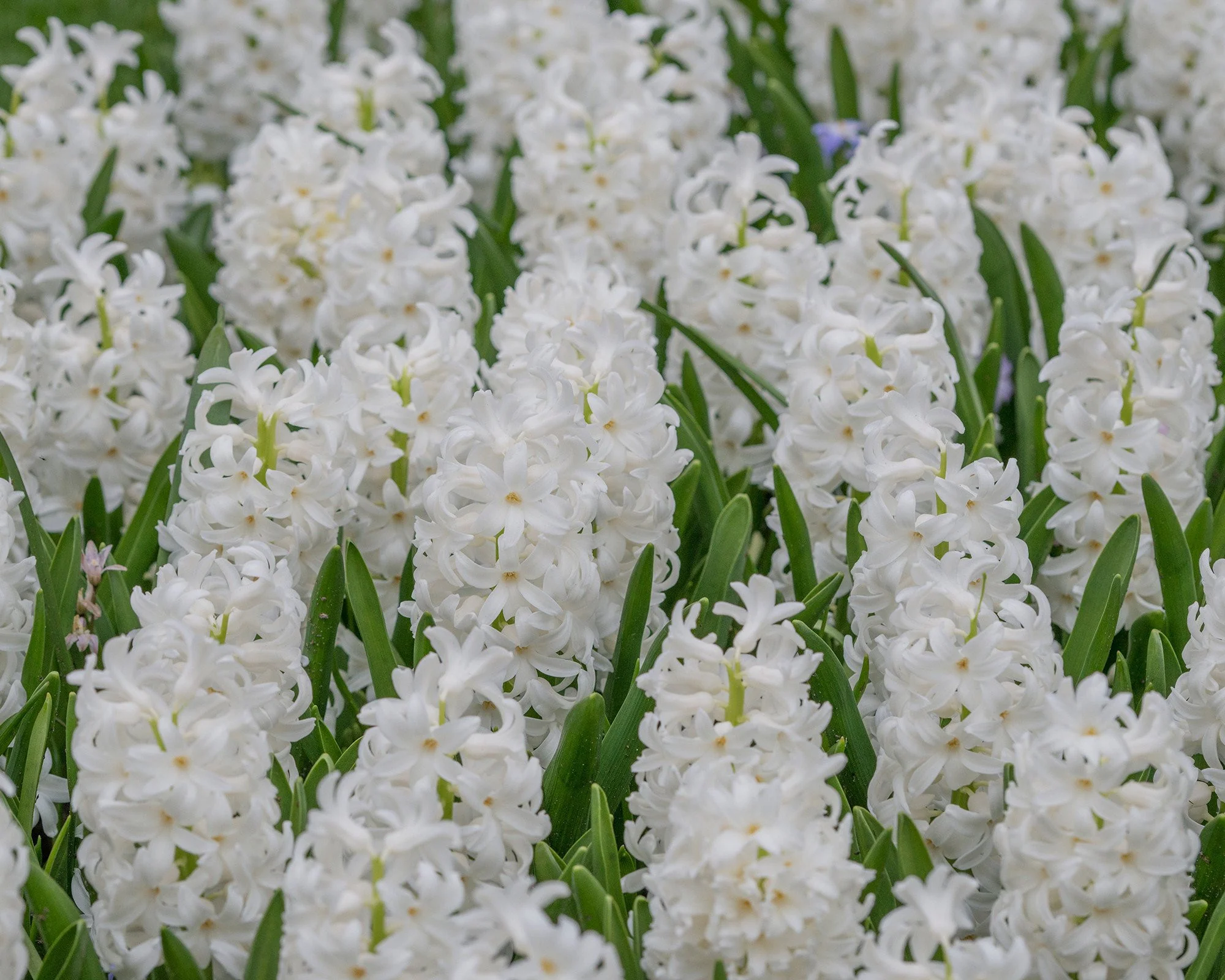 Hyacinth 'Carnegie' - Image 5