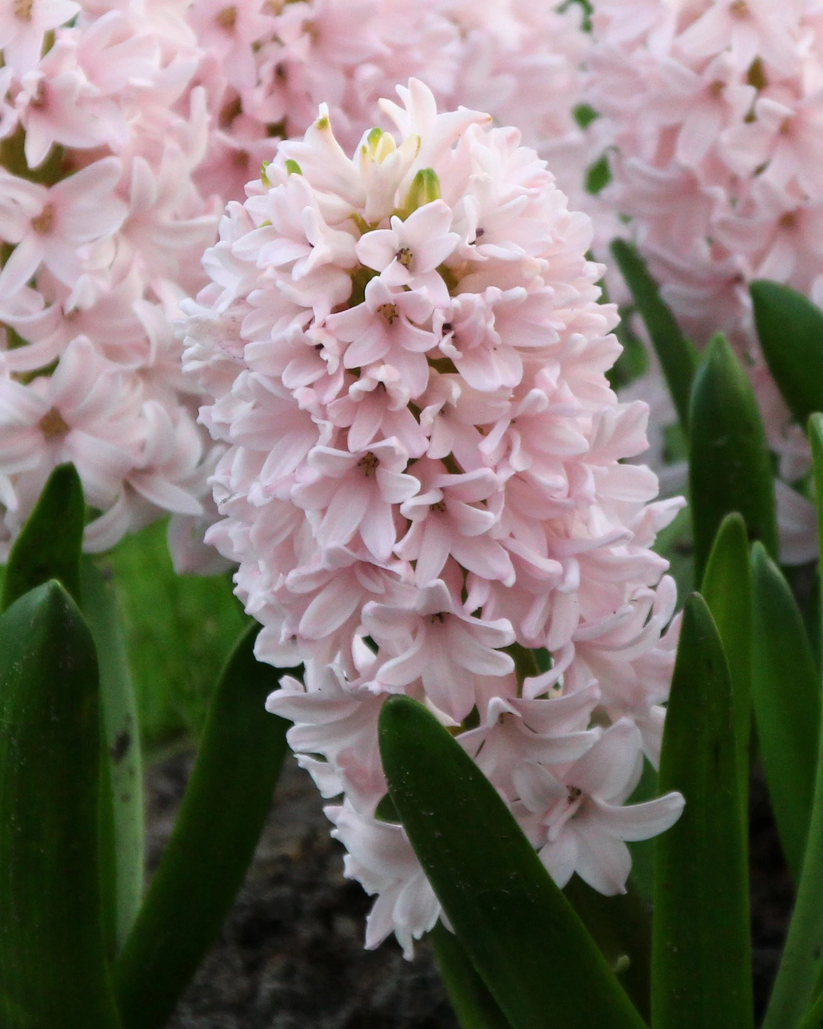 Hyacinth 'China Pink' - Image 4