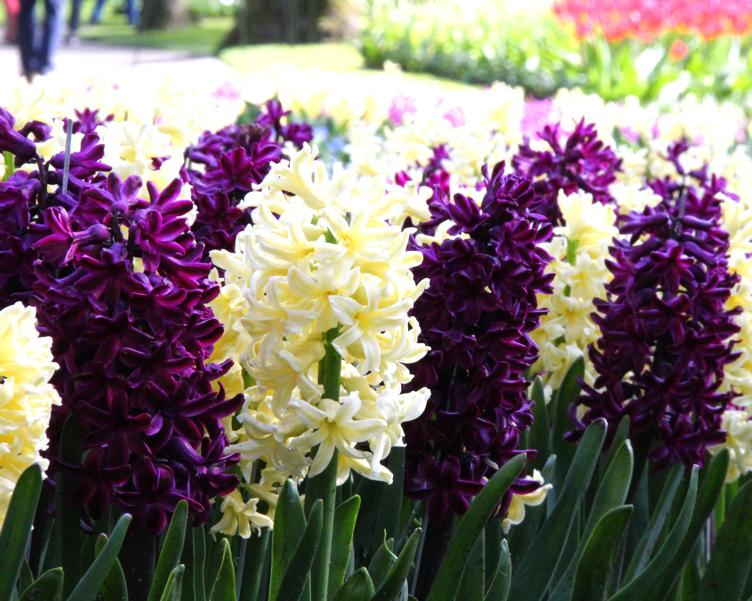 Hyacinth collection 'Banana Plum' - Image 4