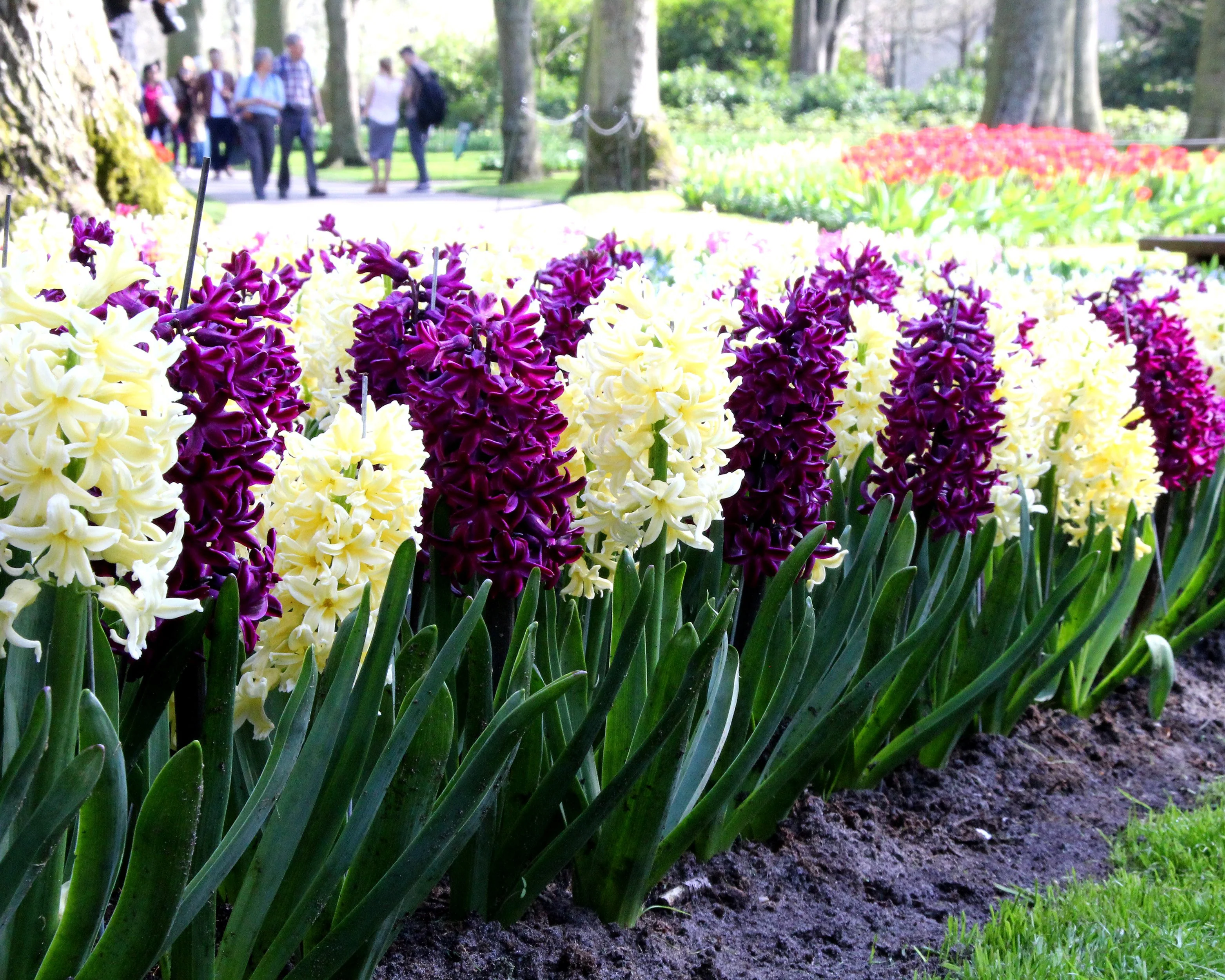 Hyacinth collection 'Banana Plum' - Image 5