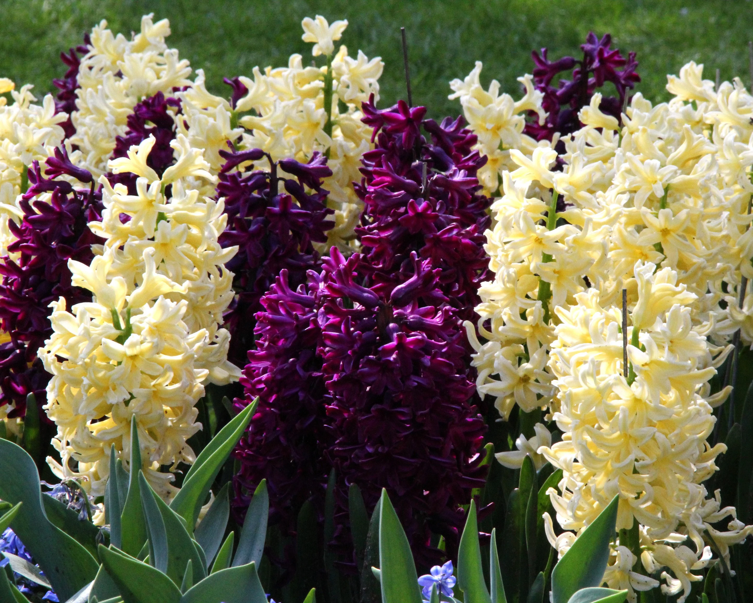 Hyacinth collection 'Banana Plum' - Image 6