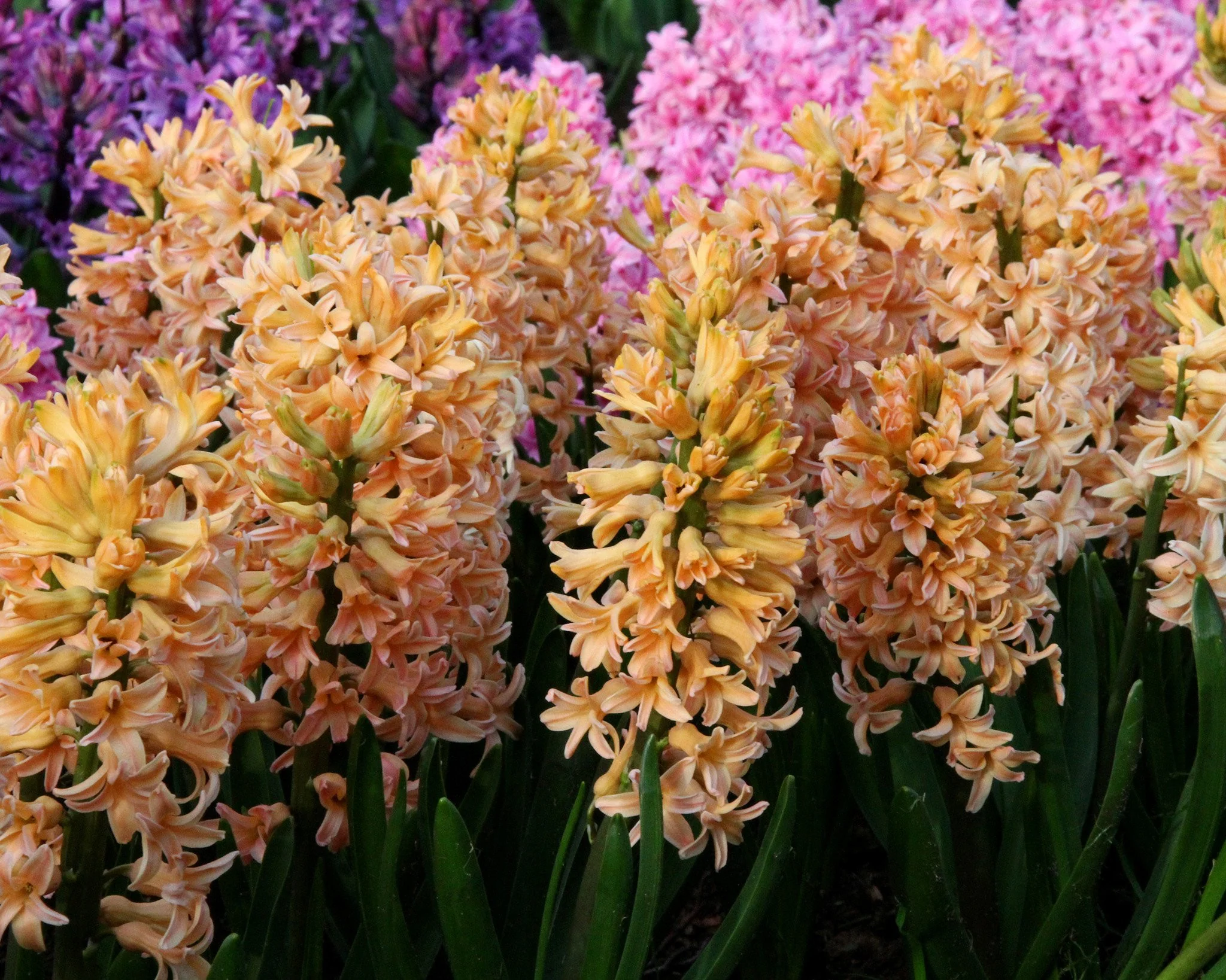 Hyacinth 'Gipsy Queen' - Image 10
