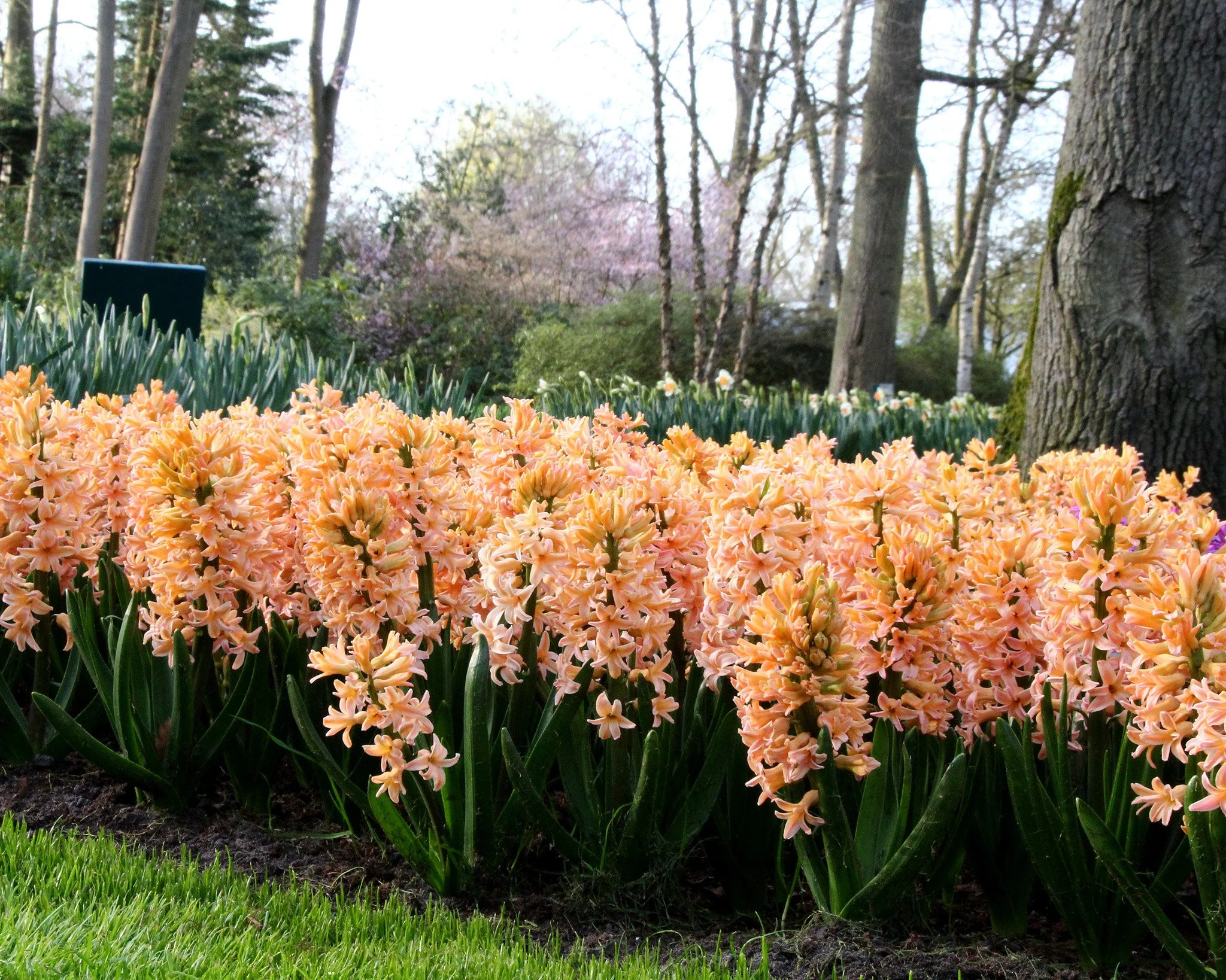 Hyacinth 'Gipsy Queen' - Image 3