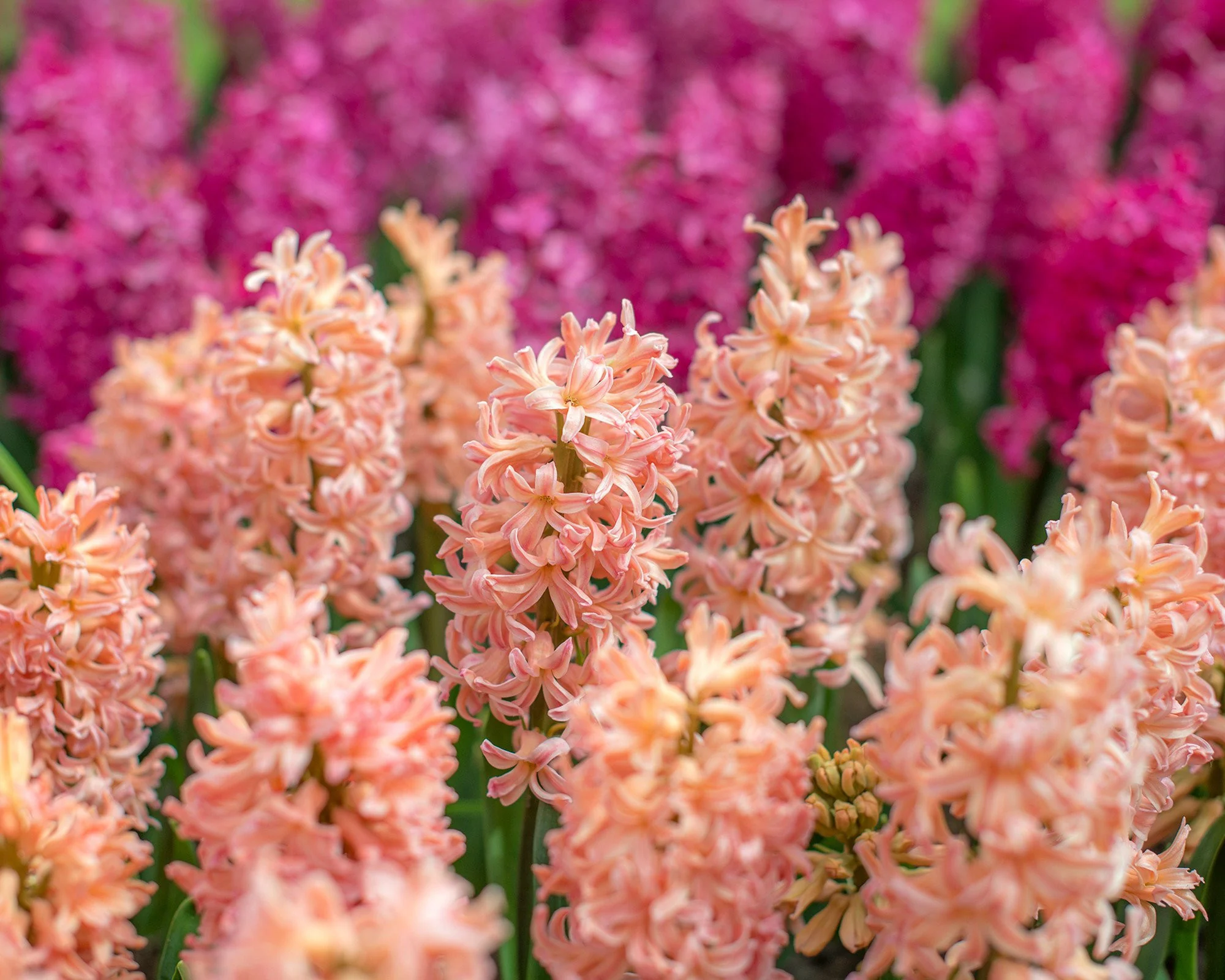 Hyacinth 'Gipsy Queen' - Image 6