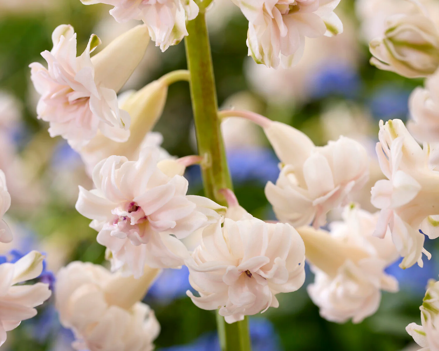 Hyacinth 'Gloria Mundi' - Image 3