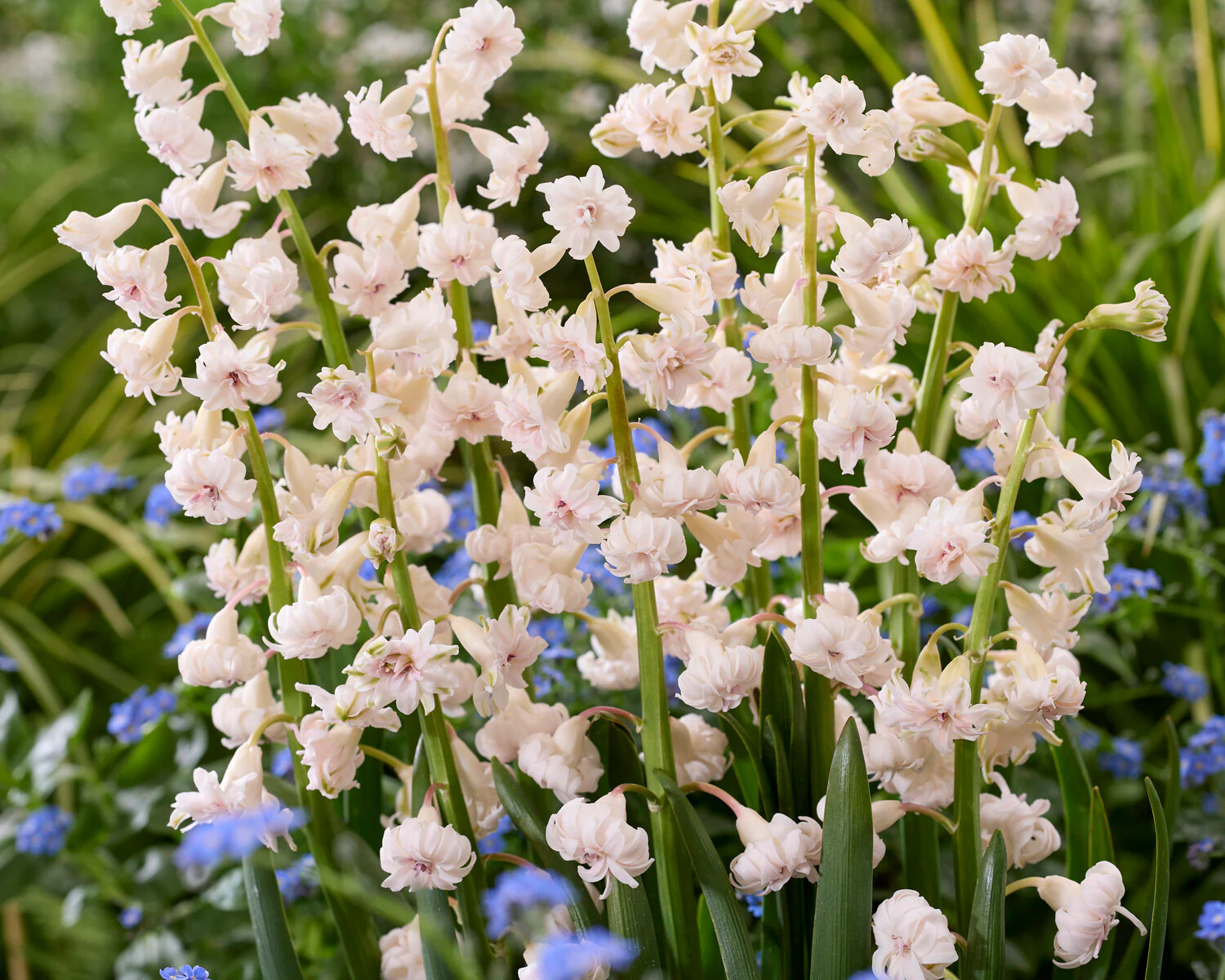 Hyacinth 'Gloria Mundi' - Image 5
