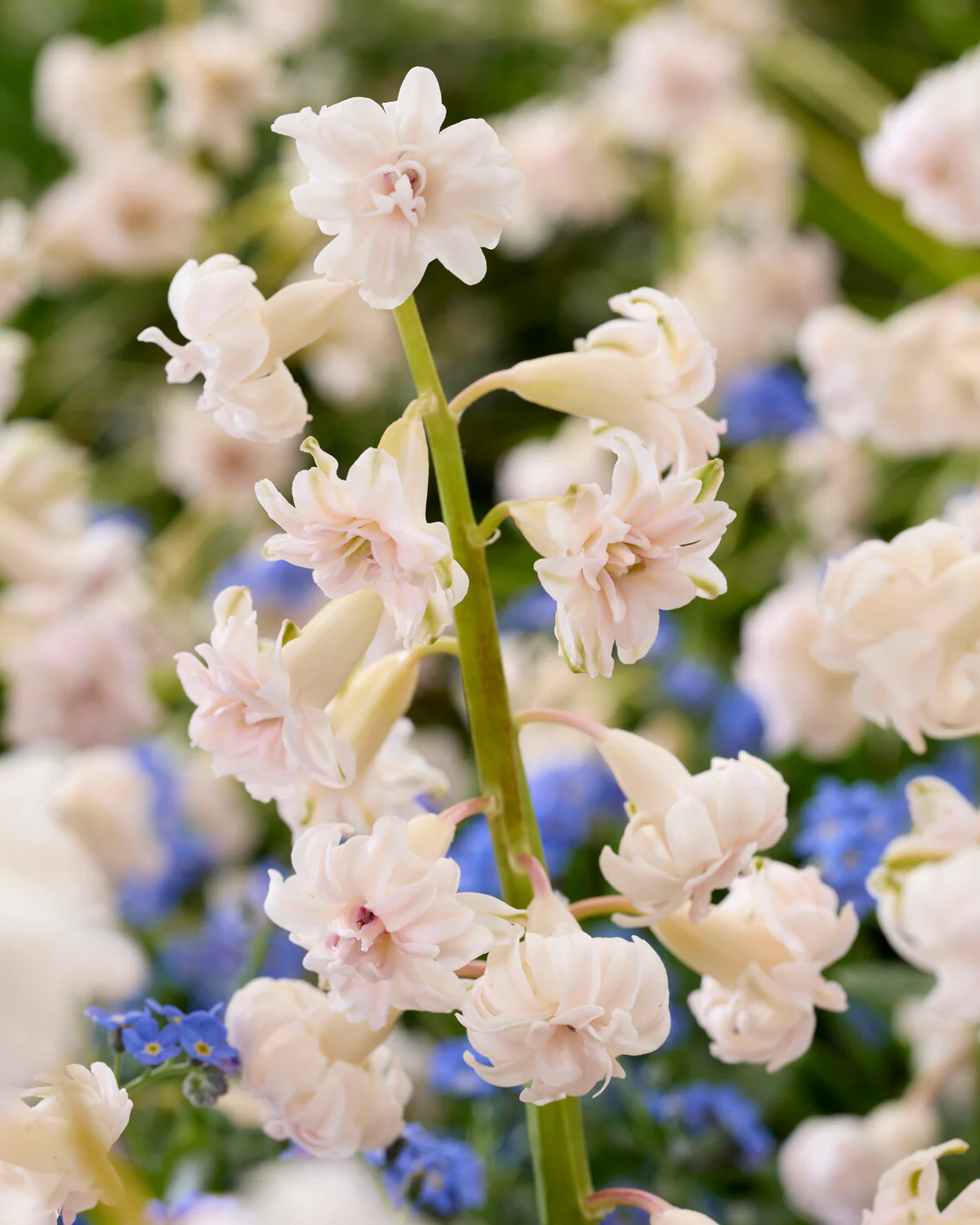 Hyacinth 'Gloria Mundi' - Image 6