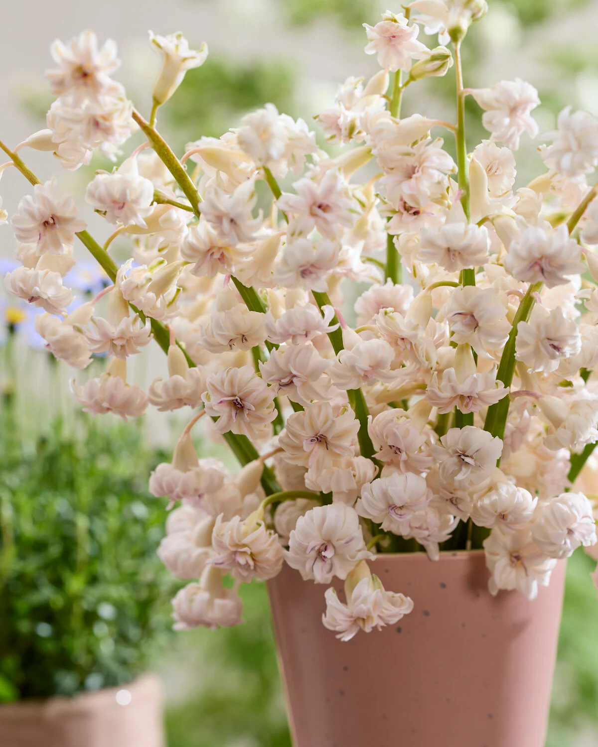 Hyacinth 'Gloria Mundi' - Image 9