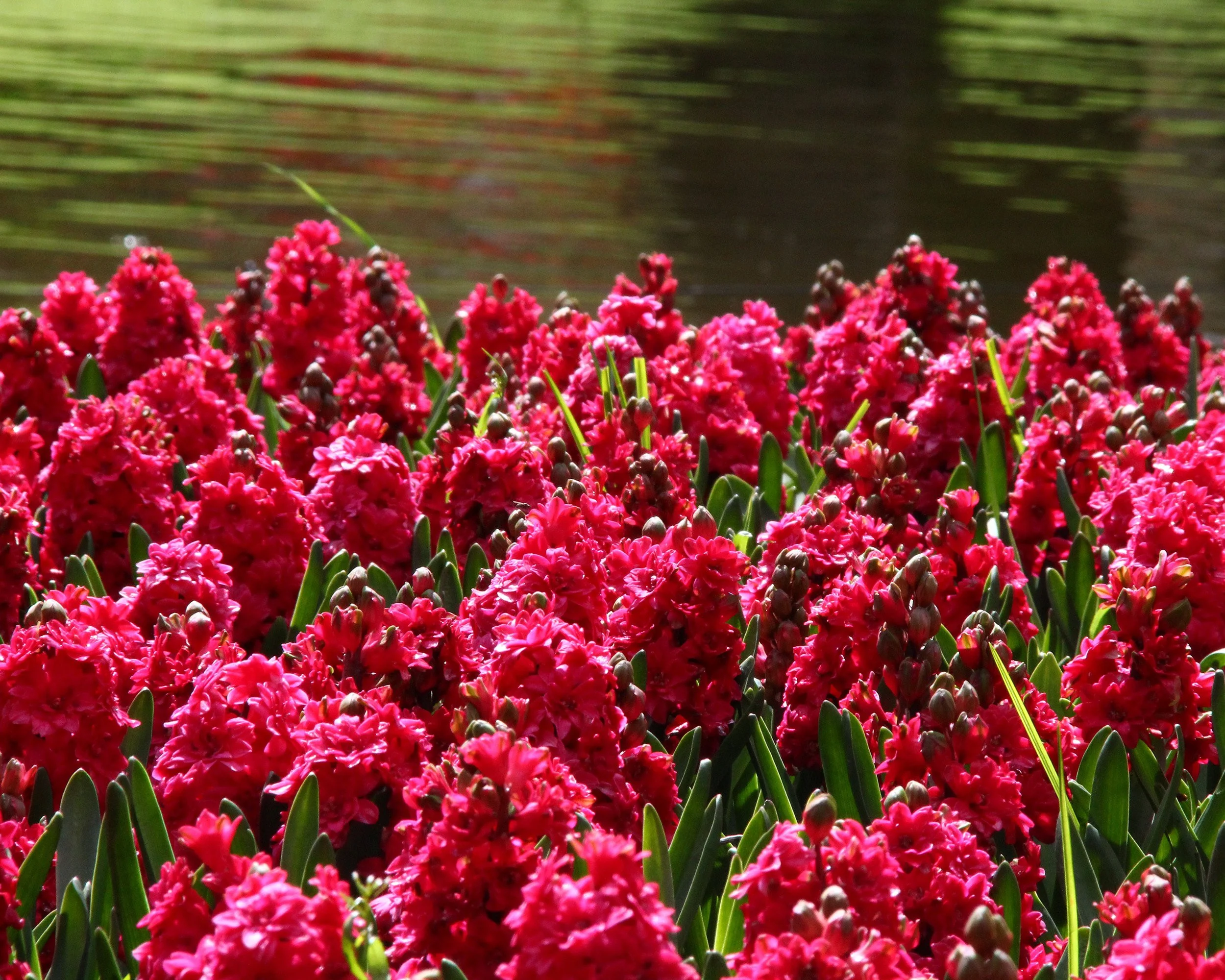 Hyacinth Hollyhock - Image 2