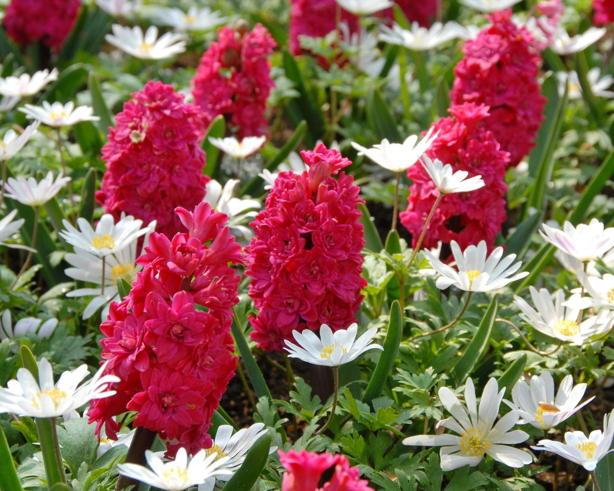 Hyacinth Hollyhock - Image 5