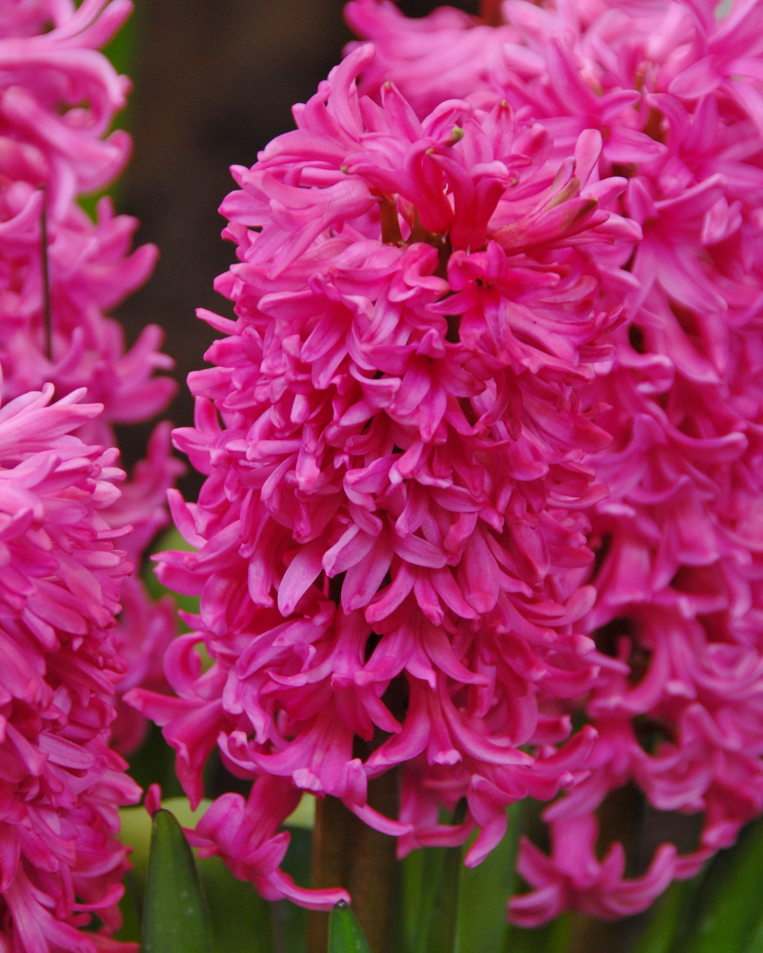 Hyacinth 'Johanna' - Image 2