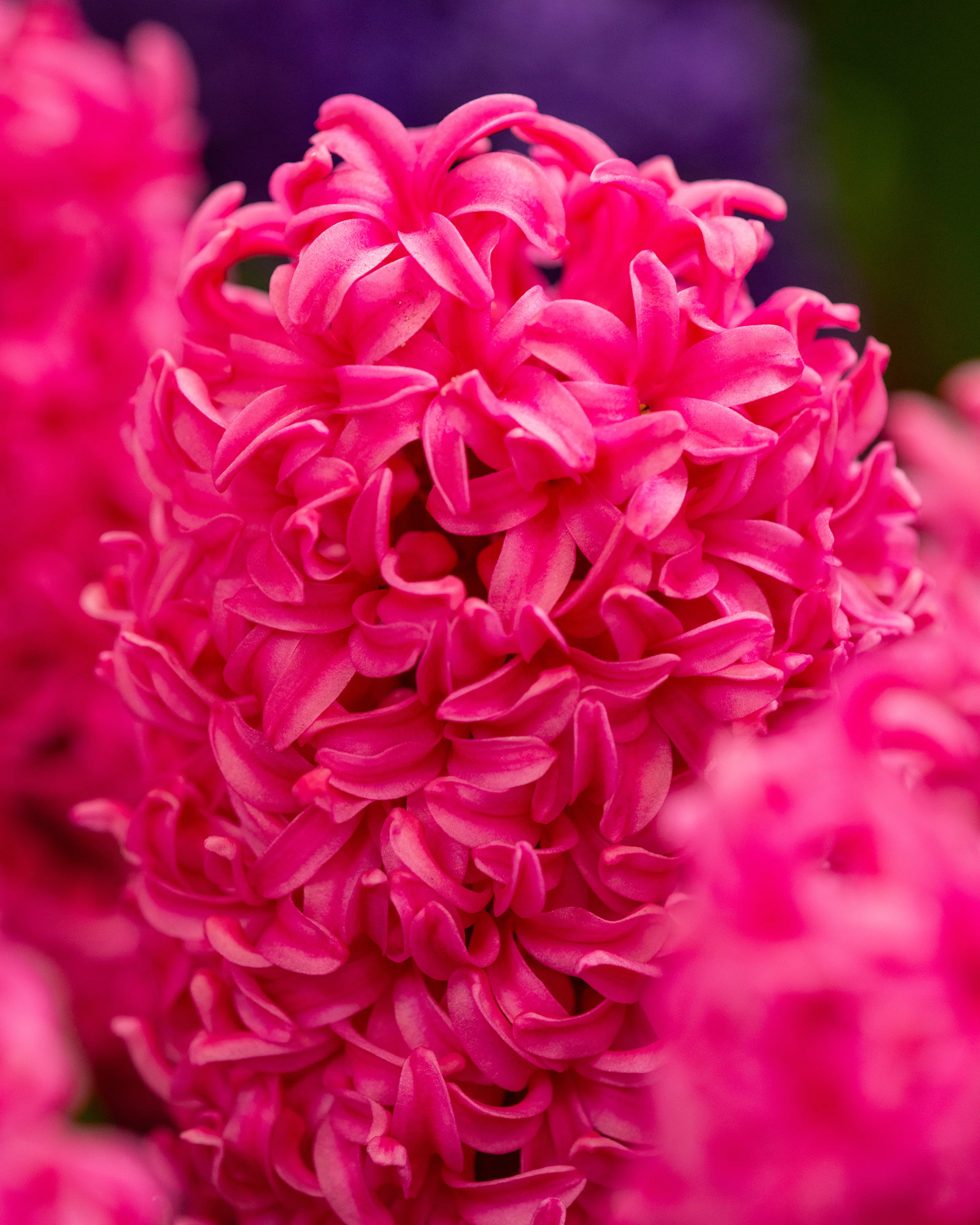 Hyacinth 'Johanna' - Image 7