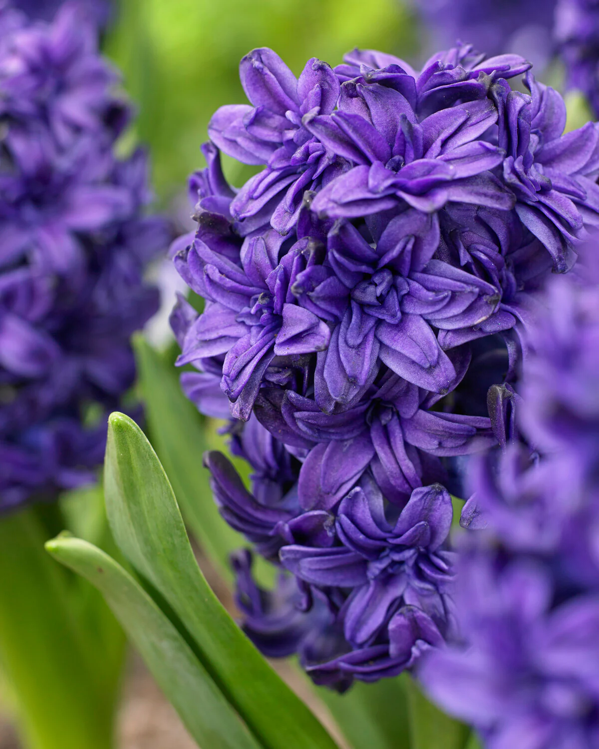 Hyacinth 'Manhattan' - Image 3