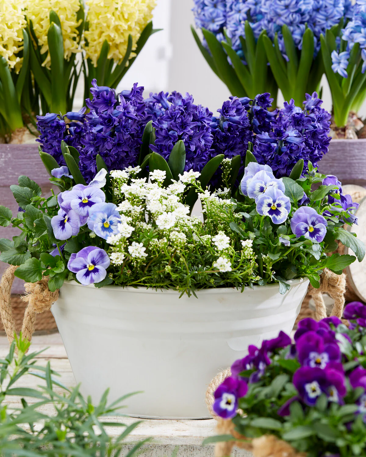 Hyacinth 'Manhattan' - Image 4