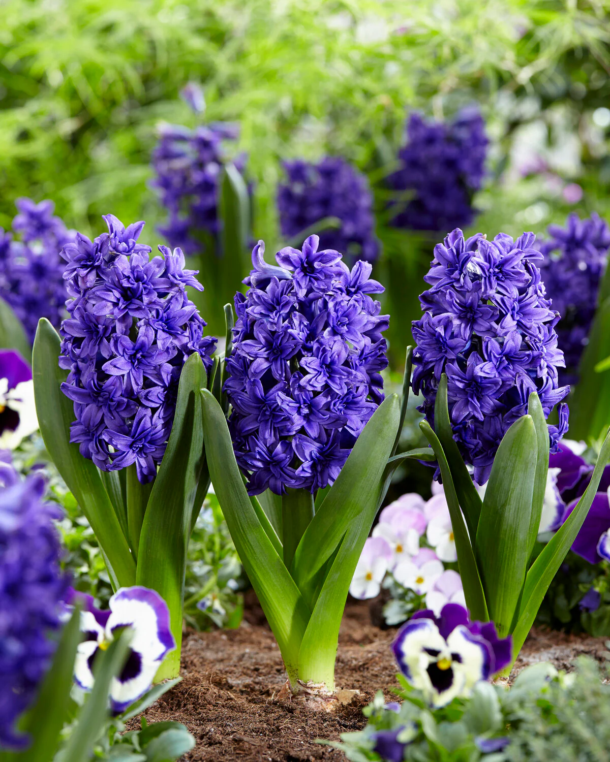 Hyacinth 'Manhattan' - Image 7
