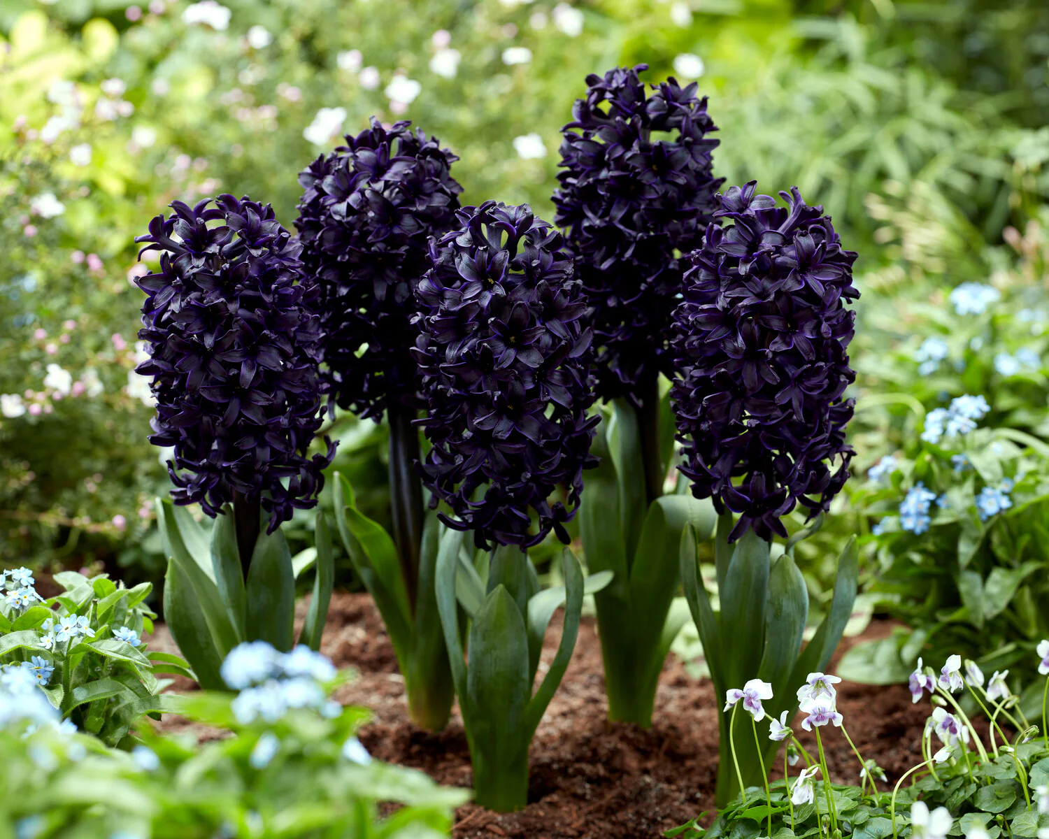 Hyacinth 'Midnight Sky' - Image 2