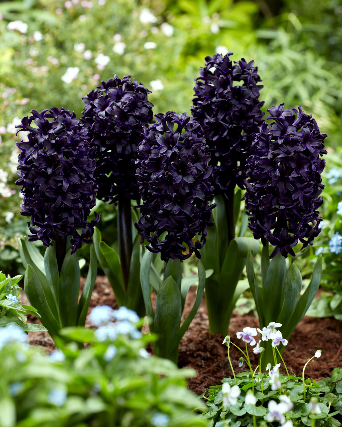 Hyacinth 'Midnight Sky' - Image 3