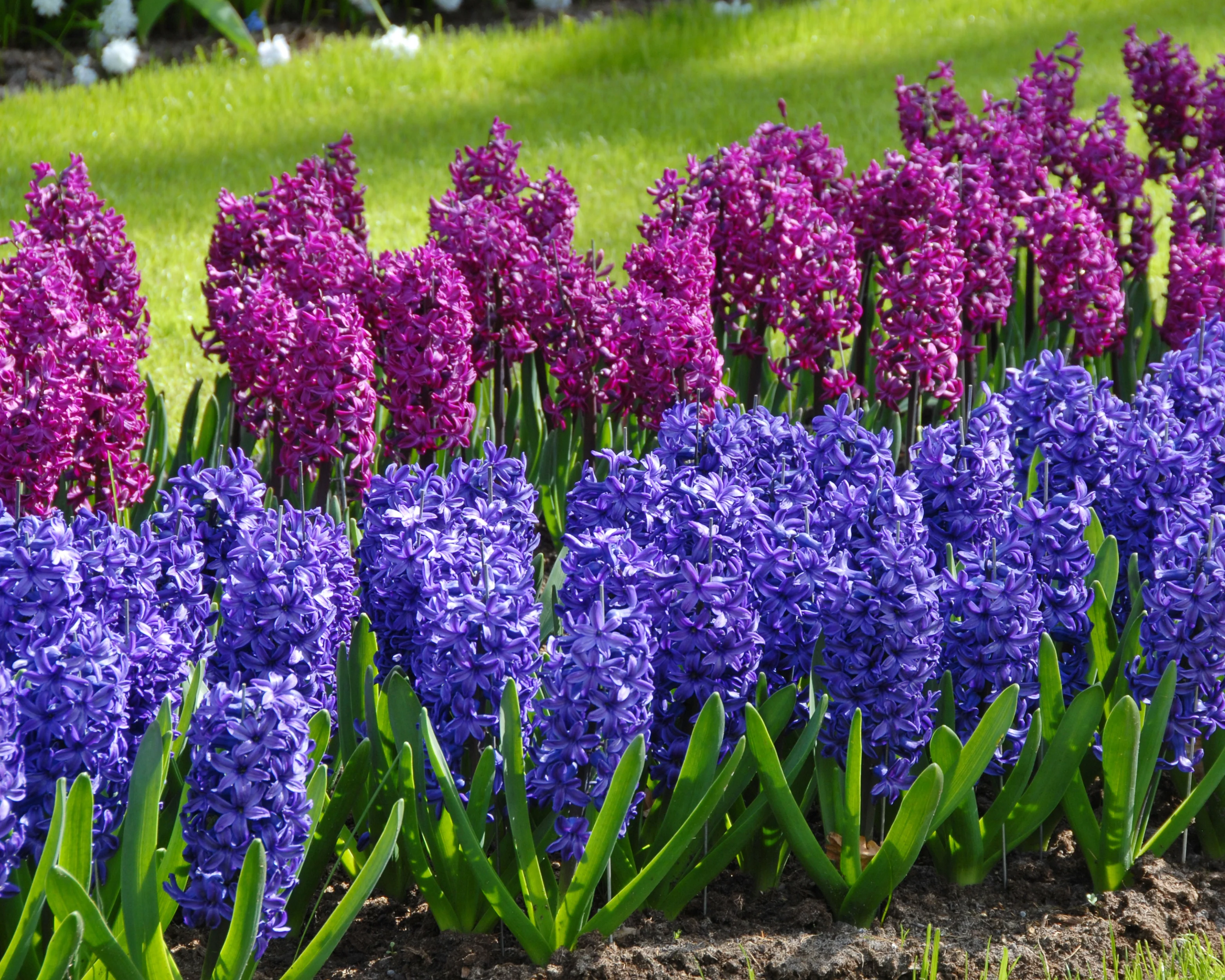 Hyacinth 'Peter Stuyvesant' - Image 2