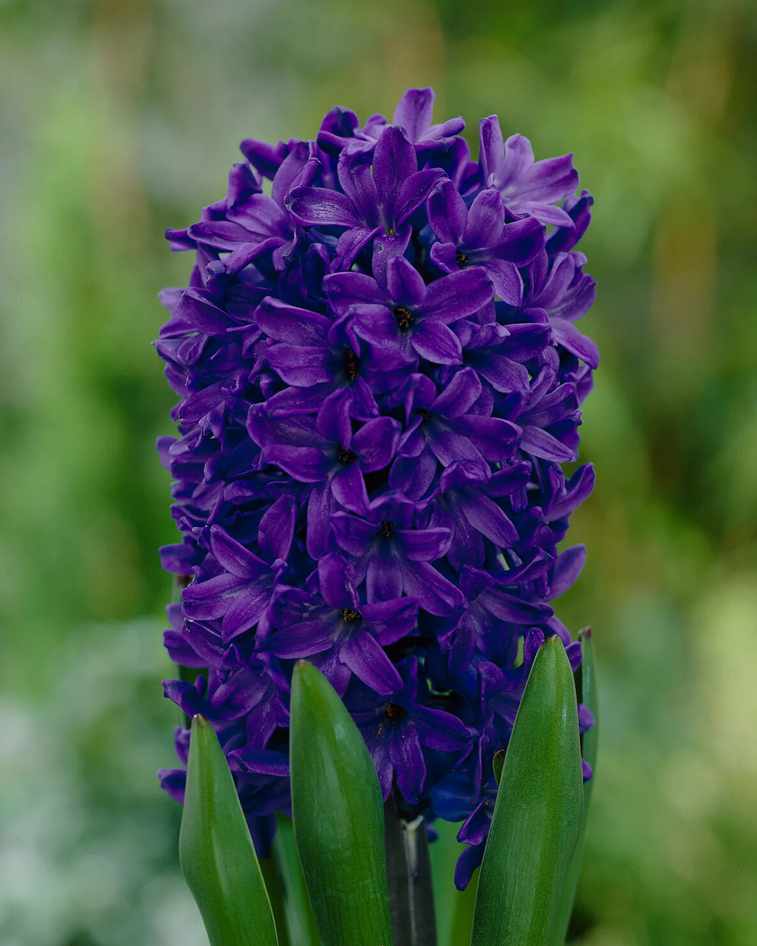 Hyacinth 'Peter Stuyvesant' - Image 6