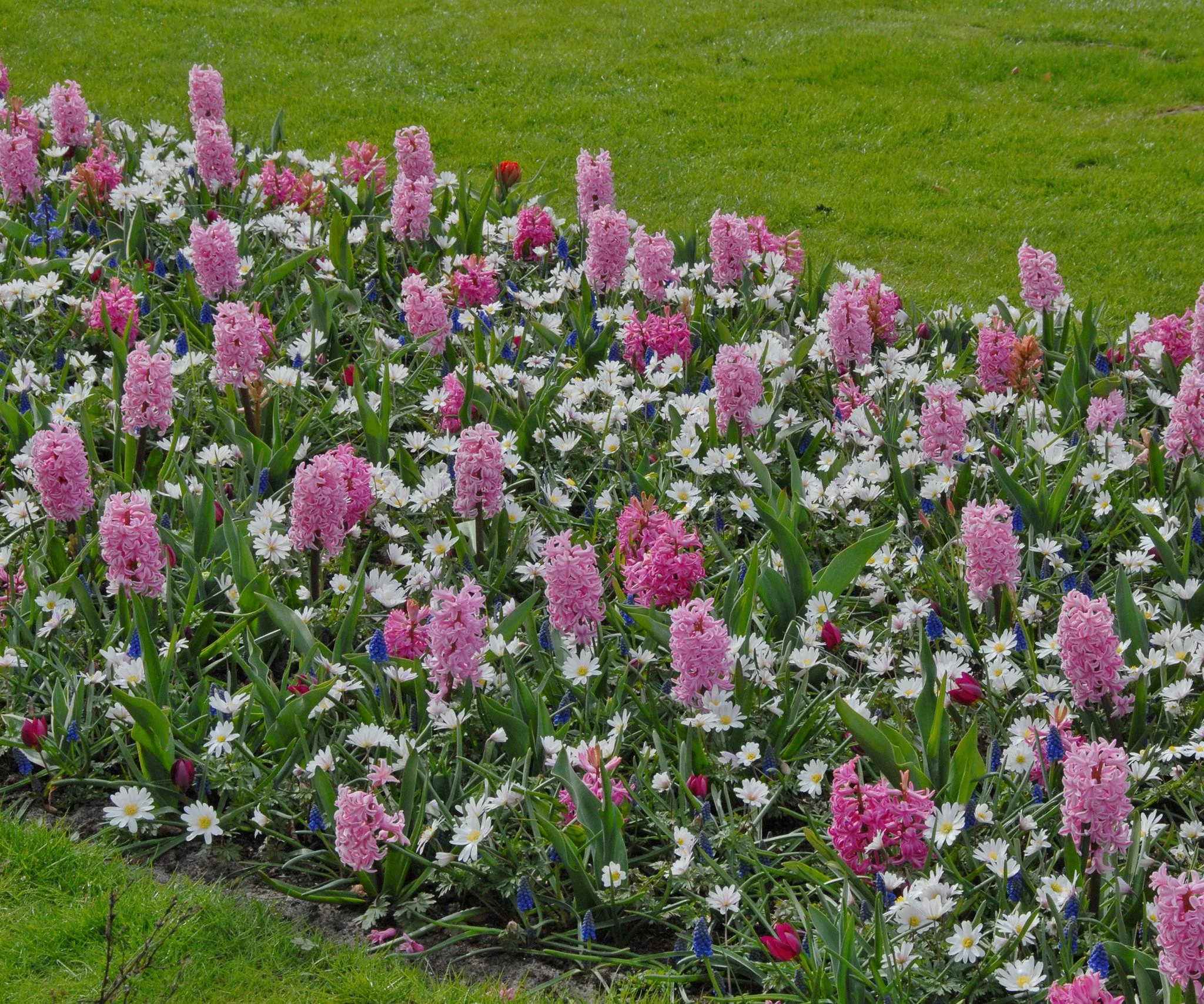Hyacinth 'Pink Pearl' - Image 3