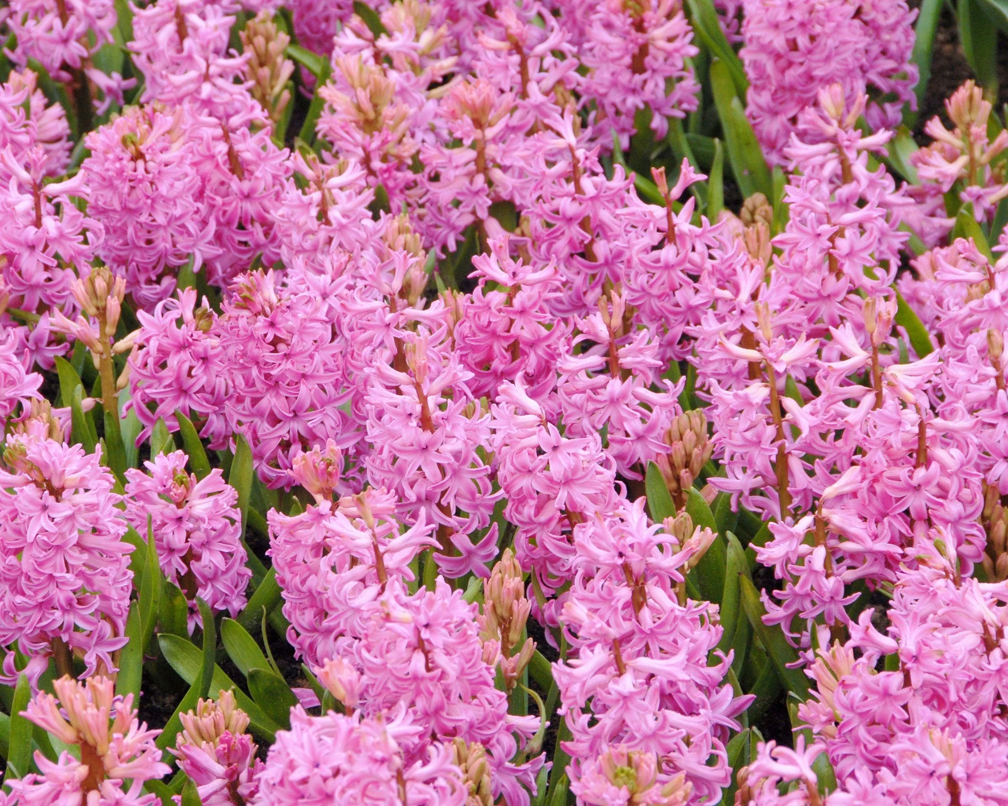 Hyacinth 'Pink Pearl' - Image 4