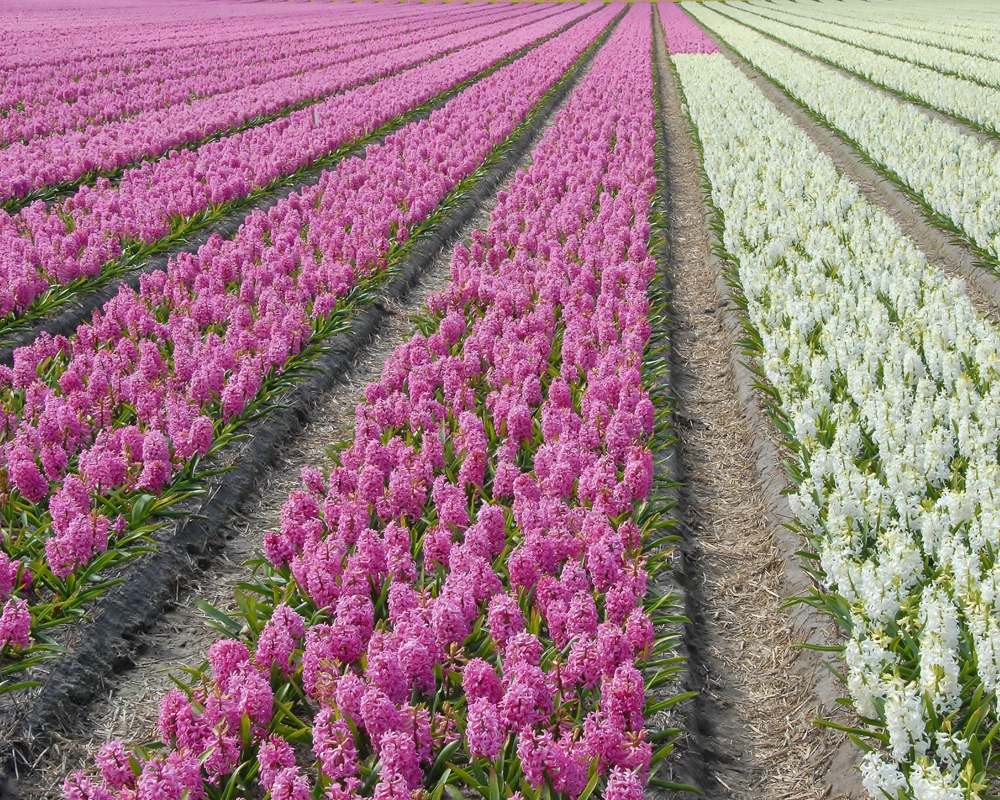 Hyacinth 'Pink Pearl' - Image 5