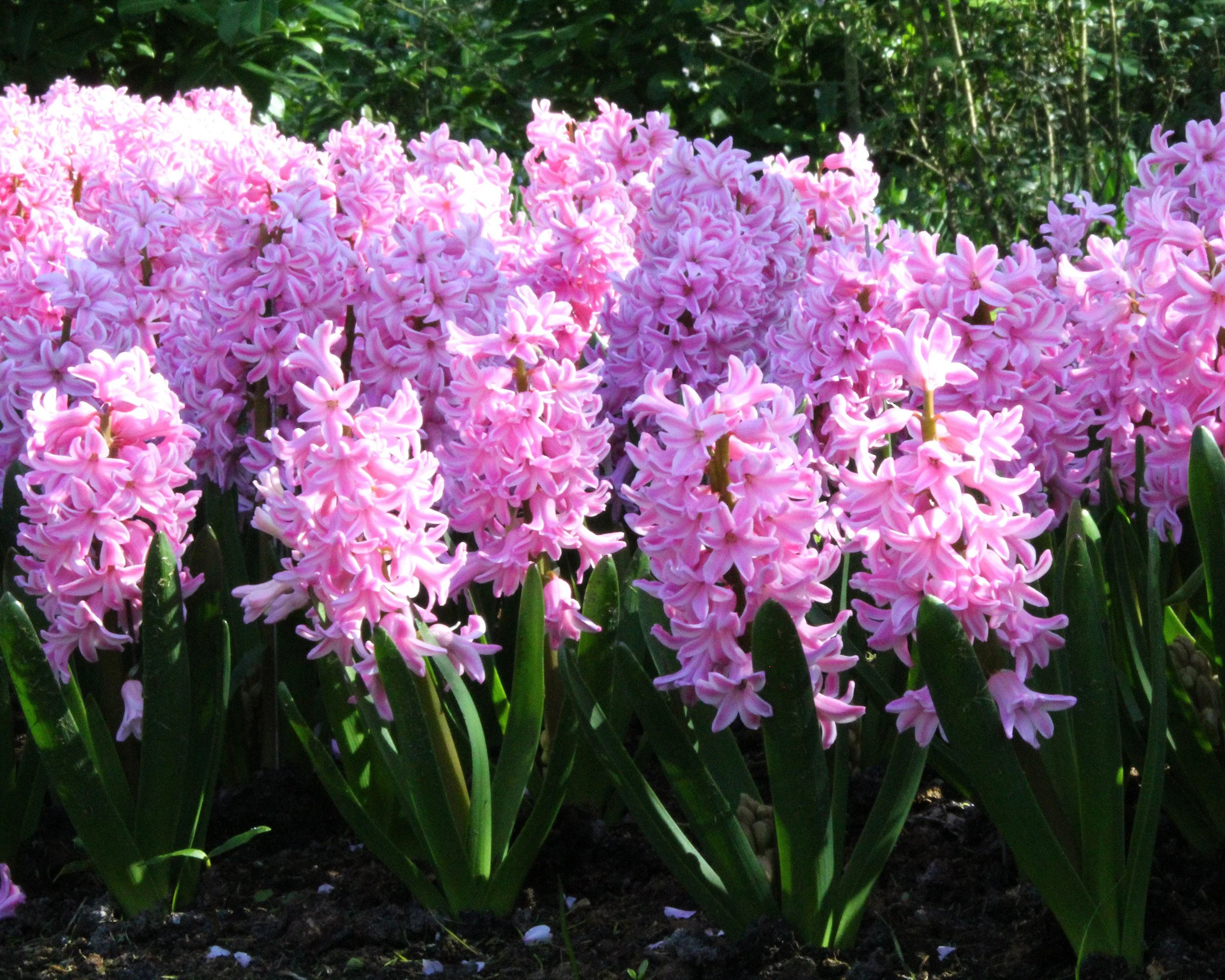 Hyacinth 'Pink Pearl' - Image 7