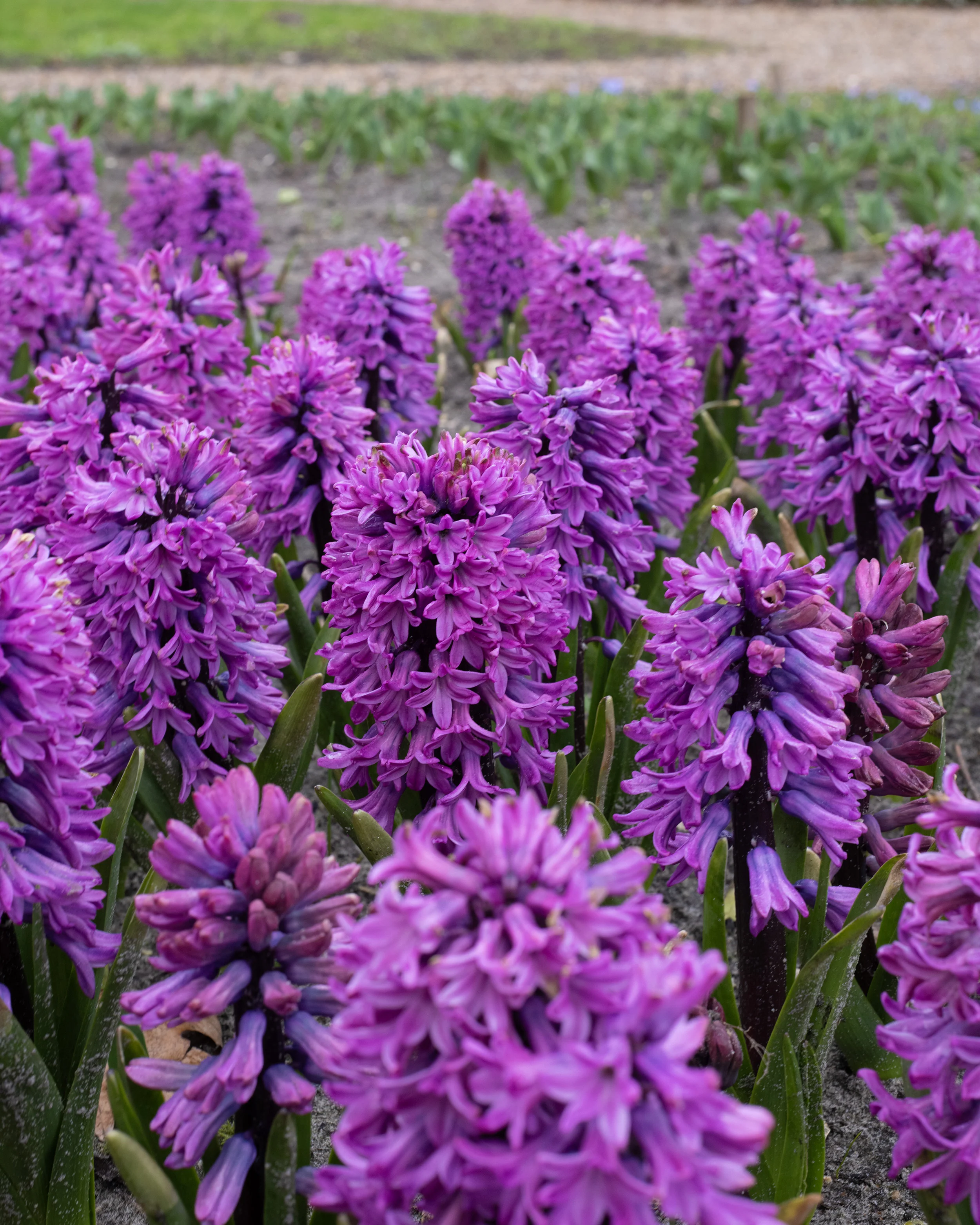 Hyacinth 'Richmond' - Image 5