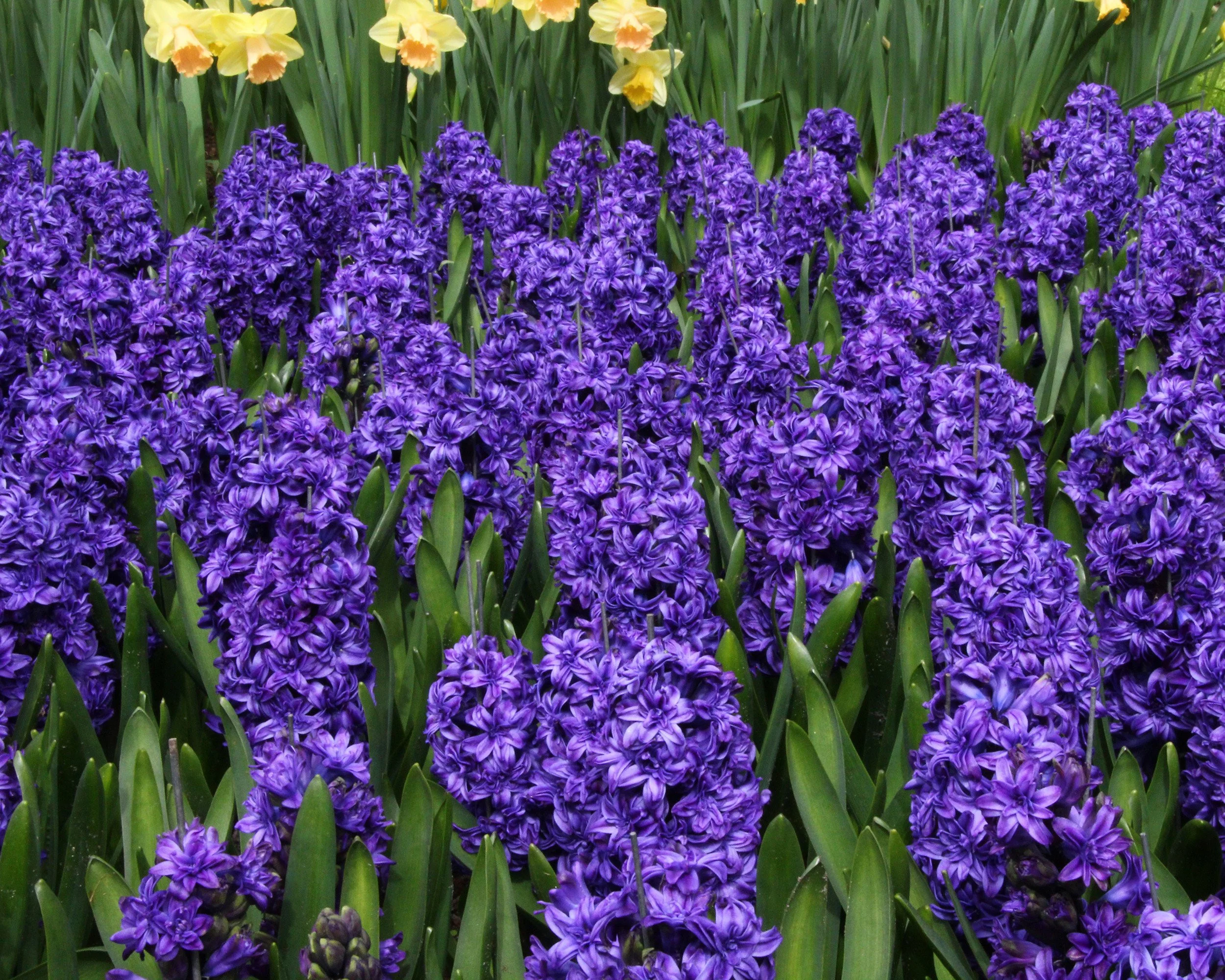 Hyacinth 'Royal Navy' - Image 5