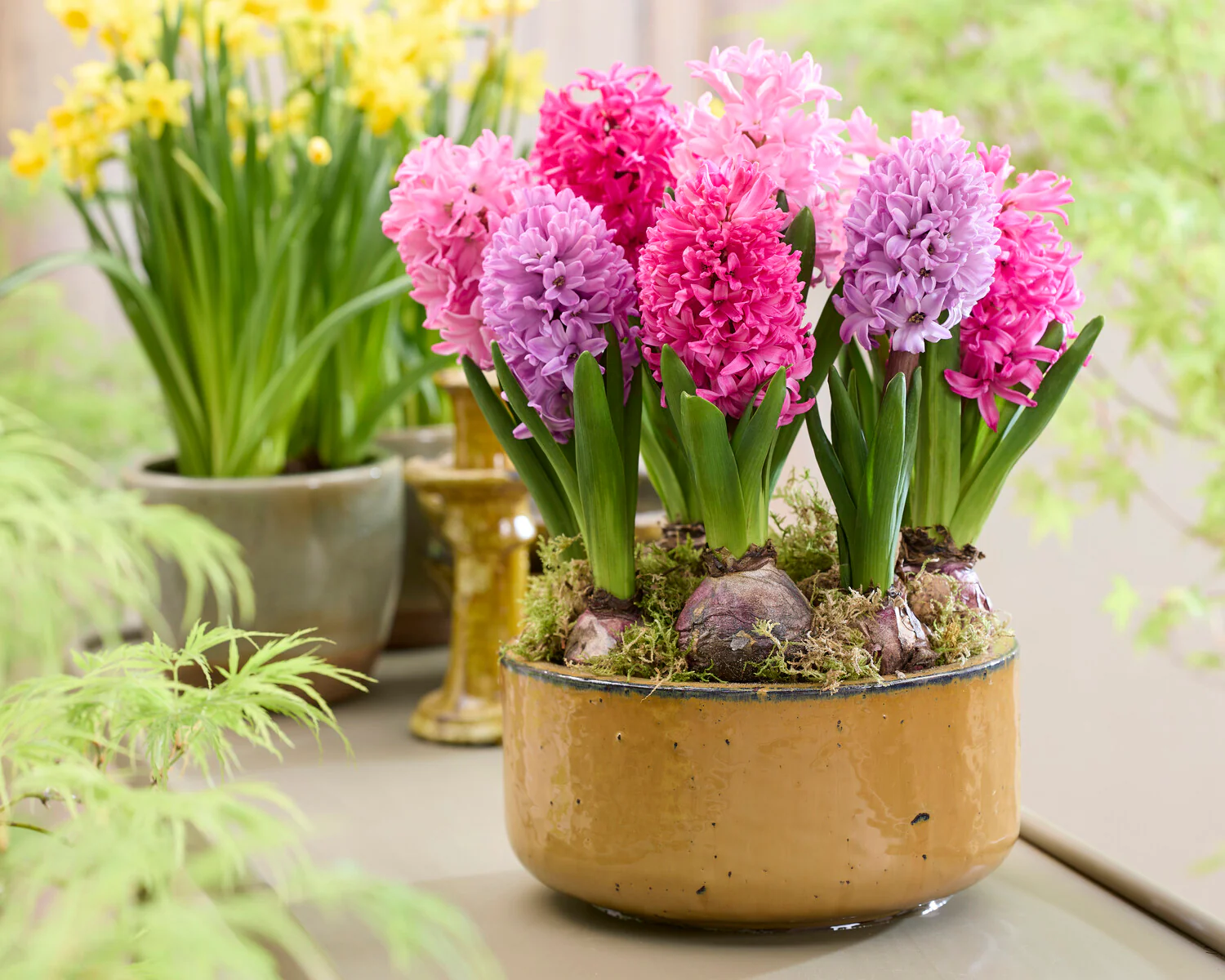 Hyacinth 'Scarlet Pearl' - Image 7