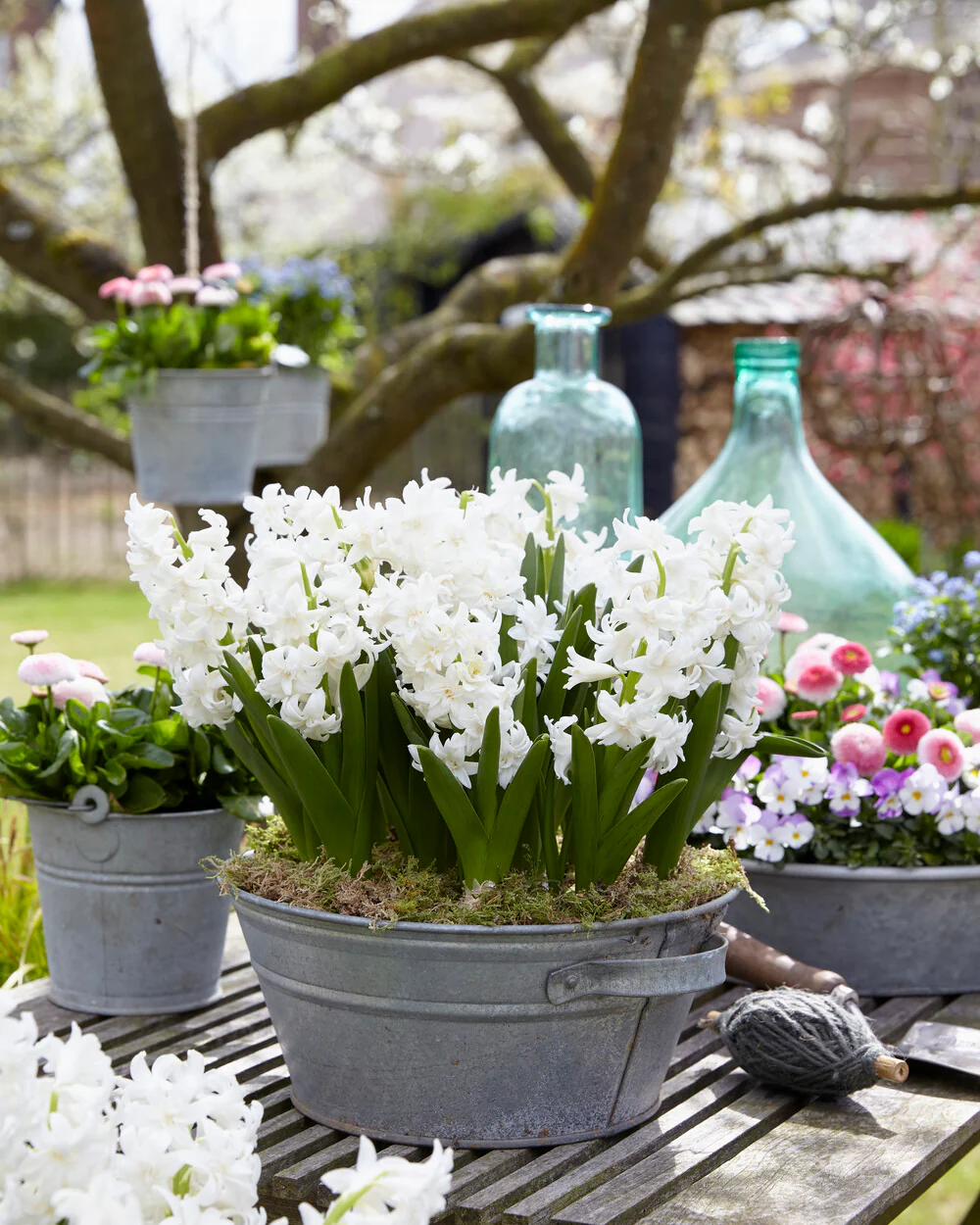 Hyacinth 'Snow Crystal' - Image 6